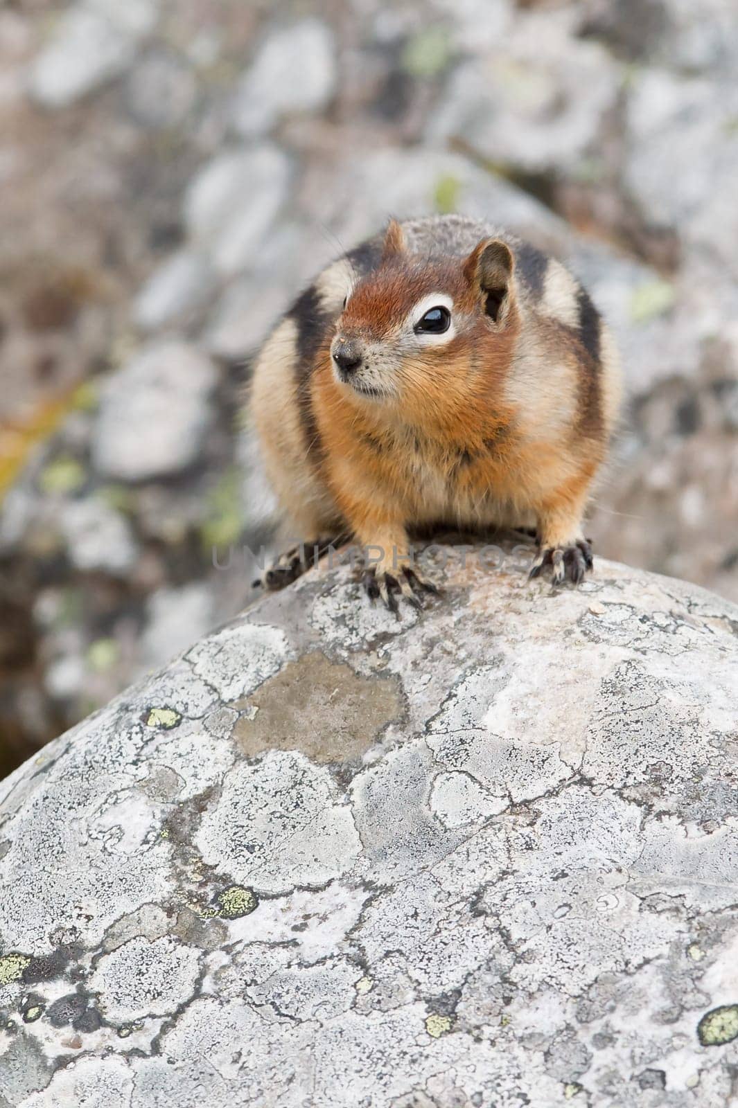 Golden-mantled ground squirrel, spermophilus lateralis, Jasper National Park, Alberta, Canada