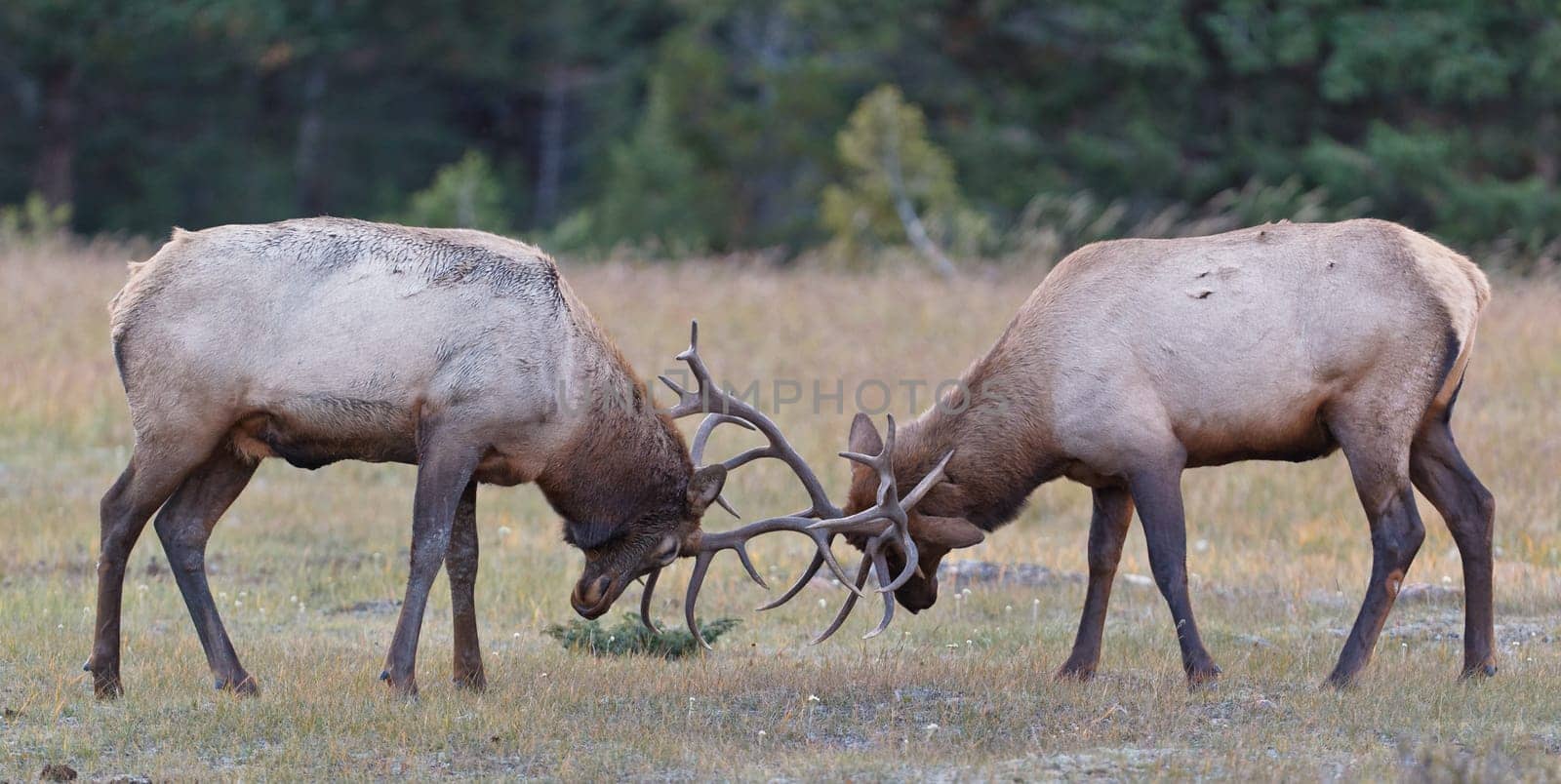 Bull Elks fighting, Jasper National Park, Canada