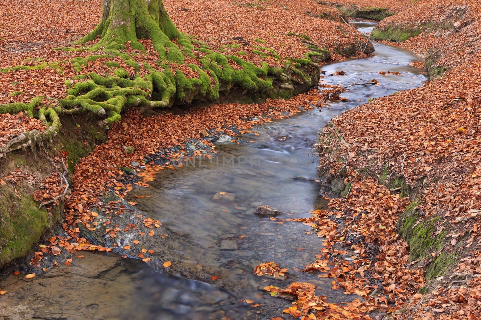 The falling leaves colors the autumn season in the forest. Otzarreta, Bizkaia, Spain