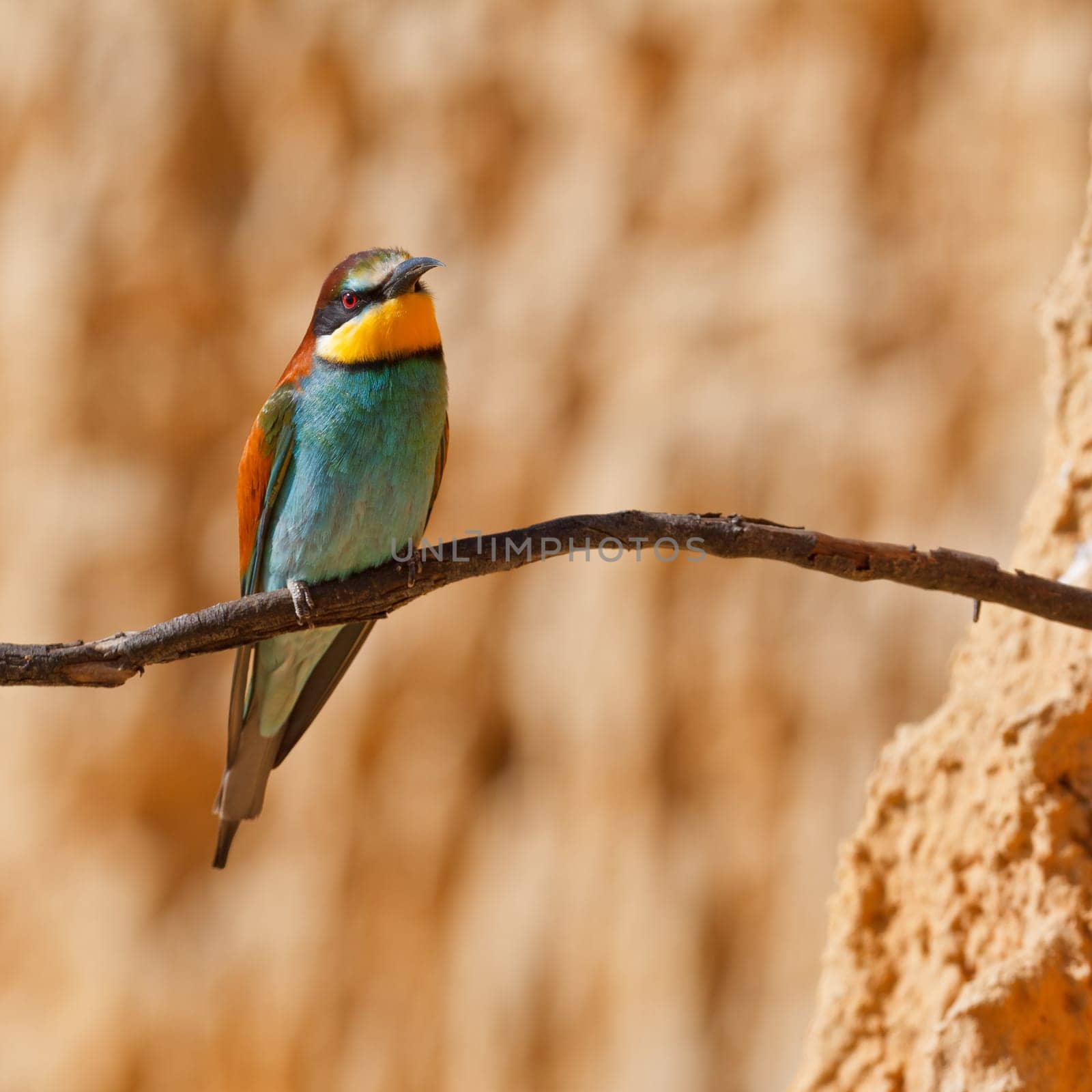 European bee-eater, Merops apiaster on the branch. Shallow depth of field and bakground blurred