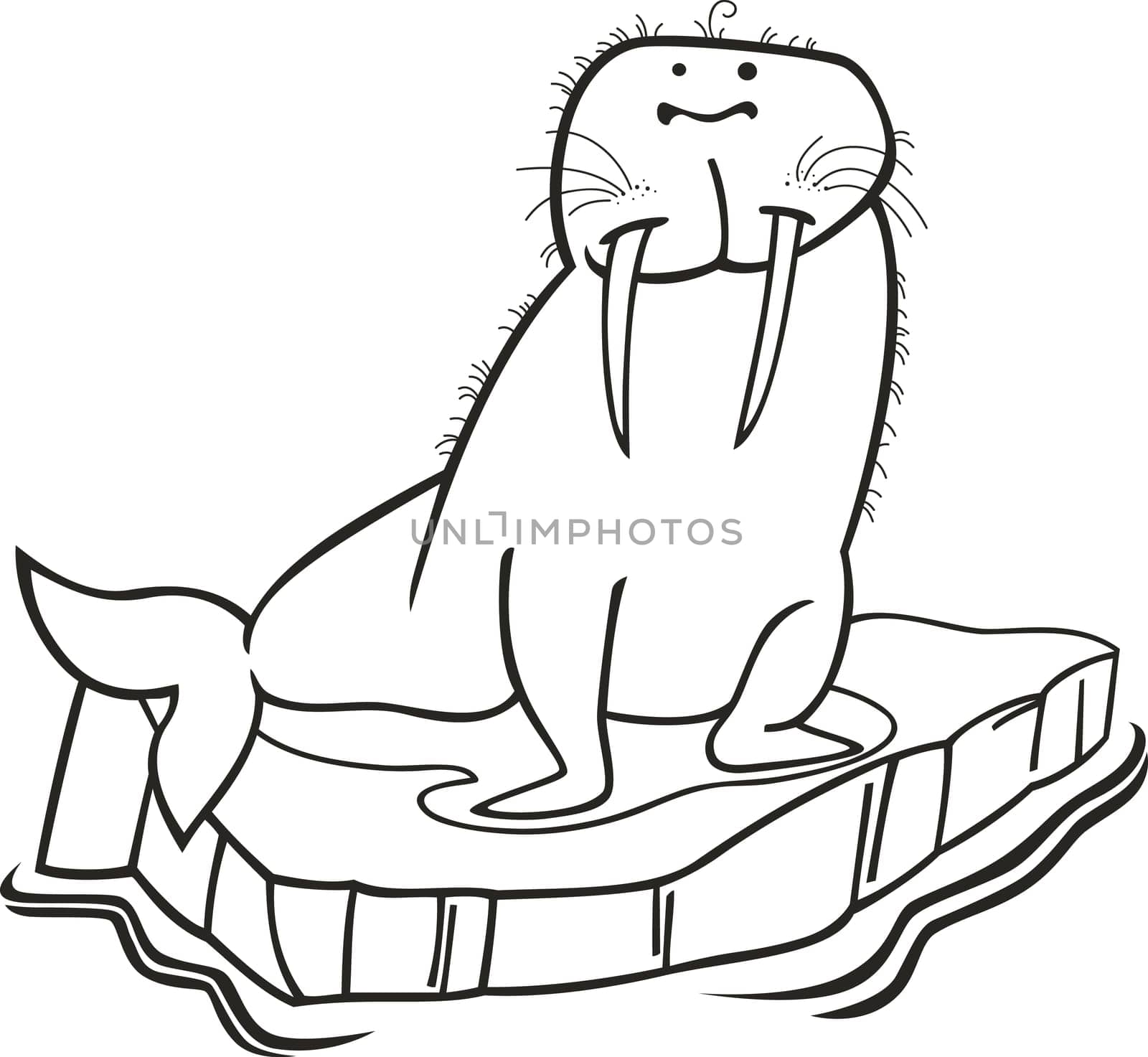 illustrationof walrus on floating ice for coloring bok