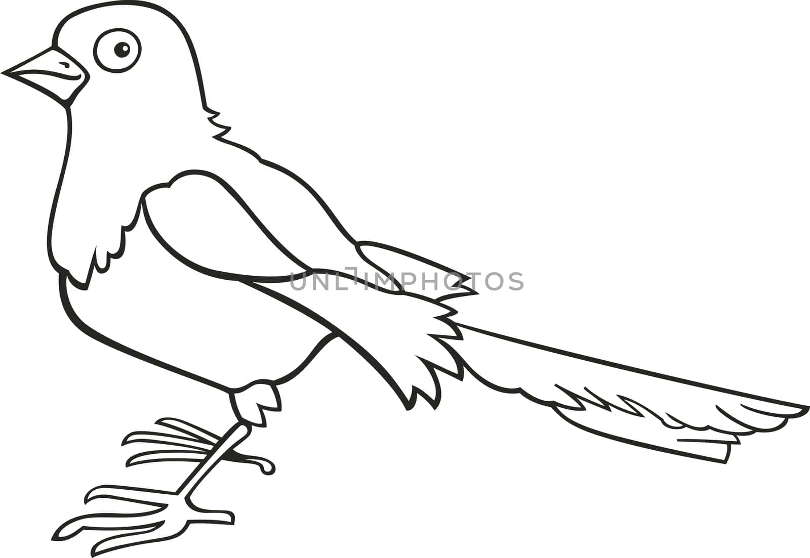 illustration of magpie bird for coloring book