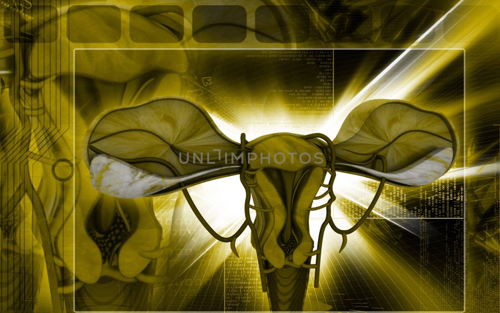 Digital illustration of Uterus in colour background