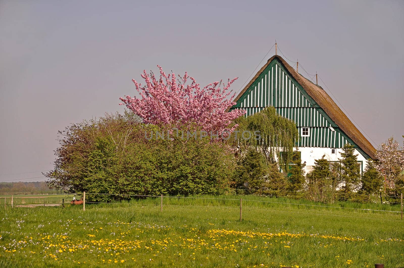 Thatched roof house