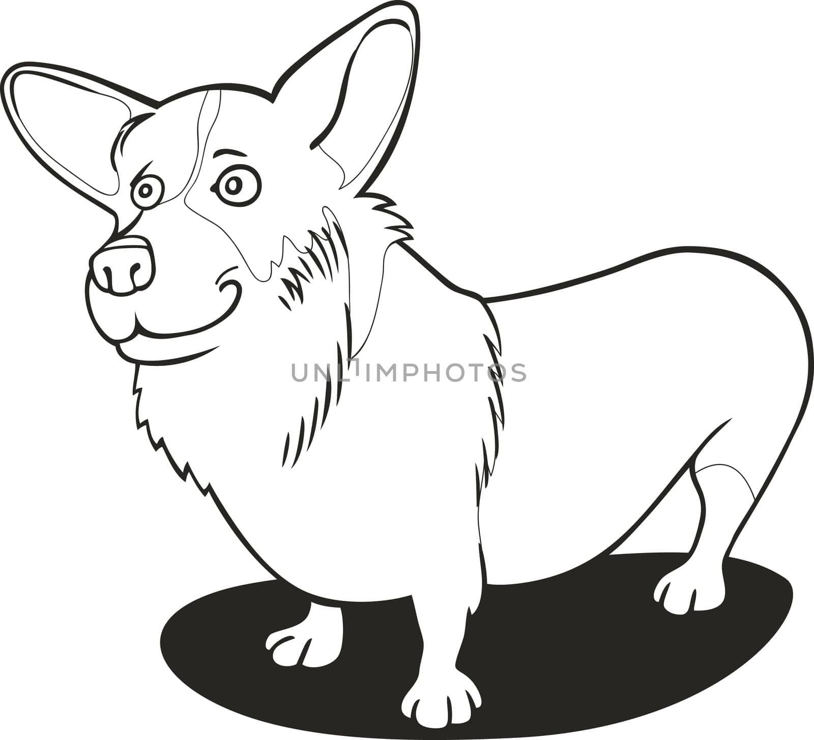 illustration of Pembroke Welsh Corgi for coloring book