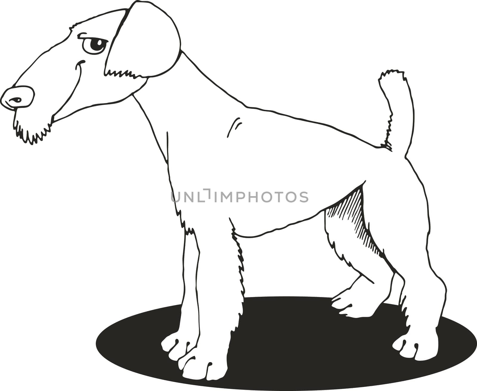 illustration of Airedale terrier for coloring book