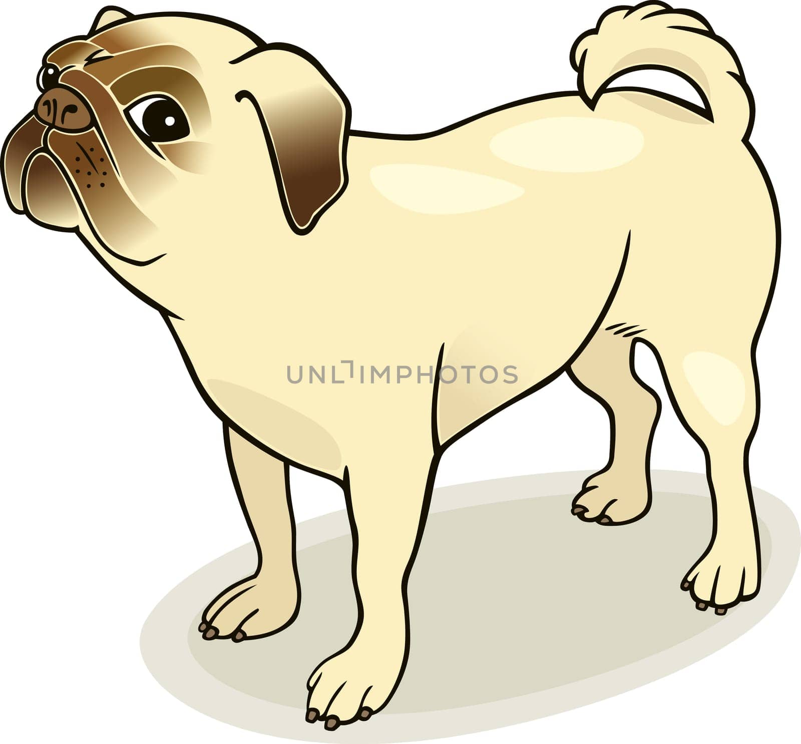 Illustration of purebred pug dog