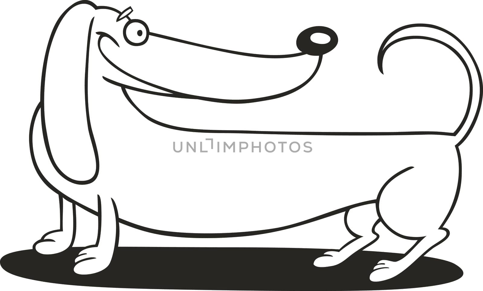 illustration of purebred Dachshund Dog for coloring book