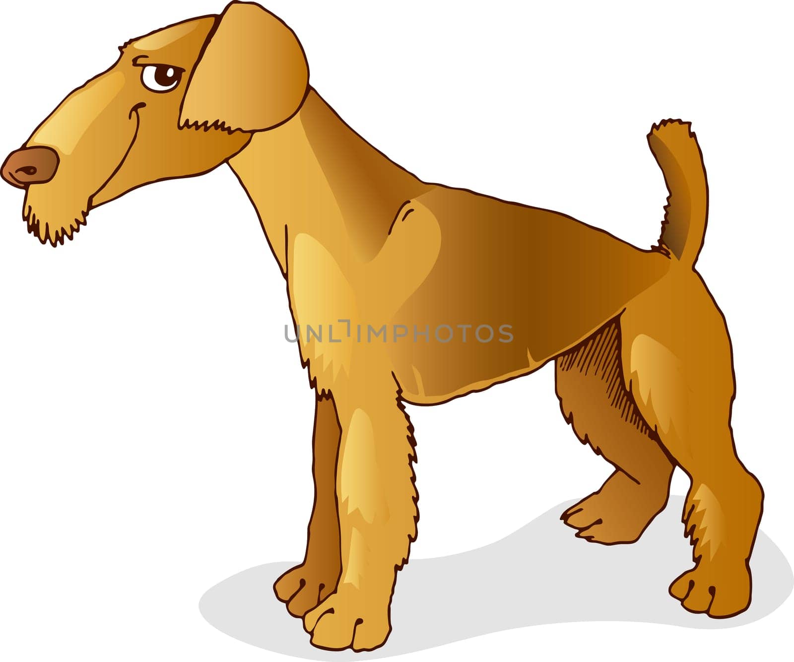 Illustration of purebred airedale terrier dog