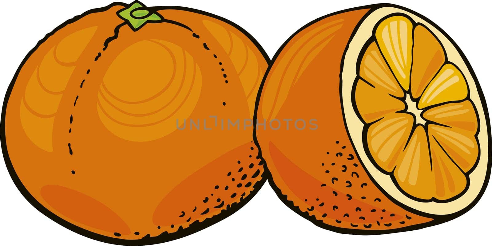 illustration of two oranges