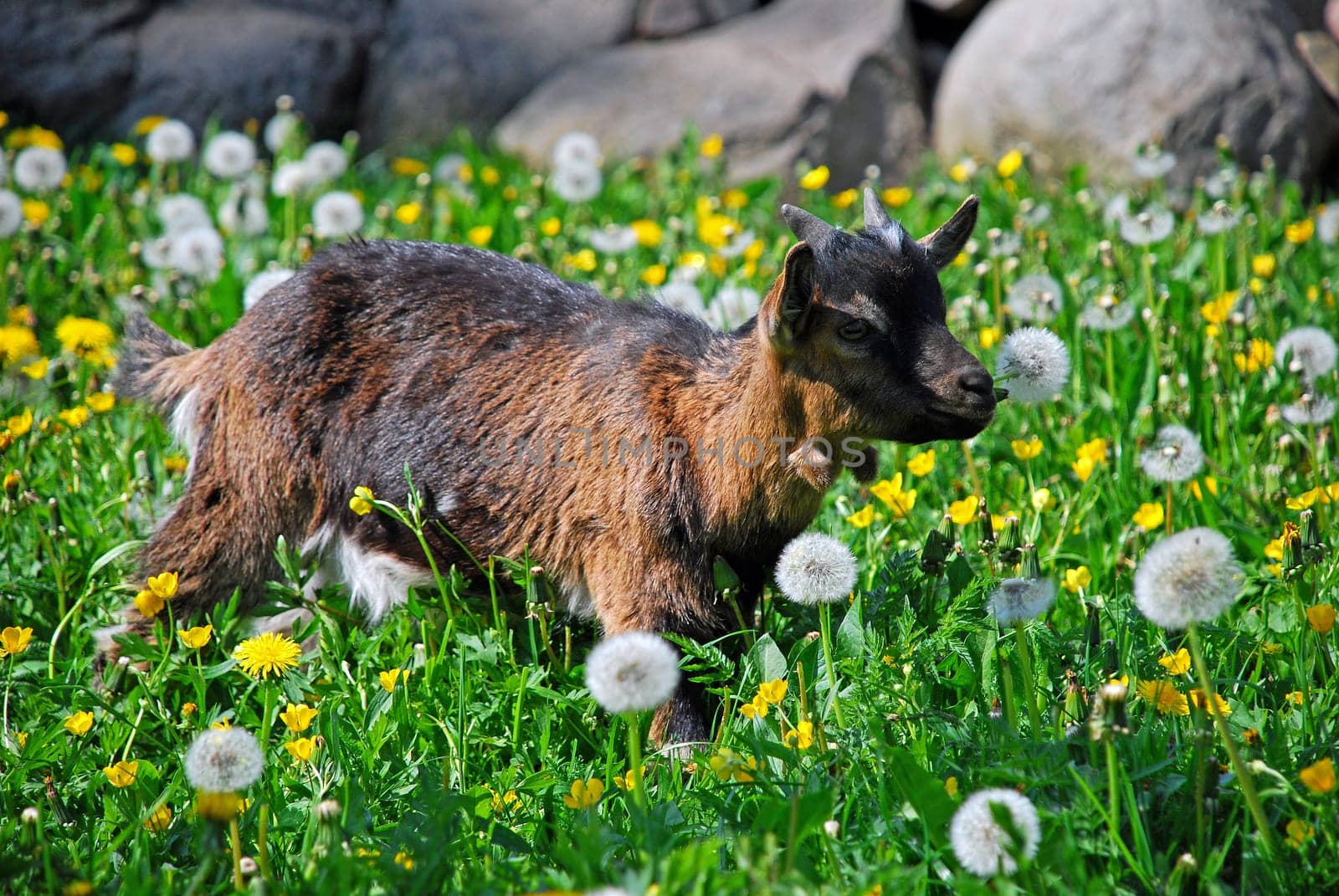Kids in spring