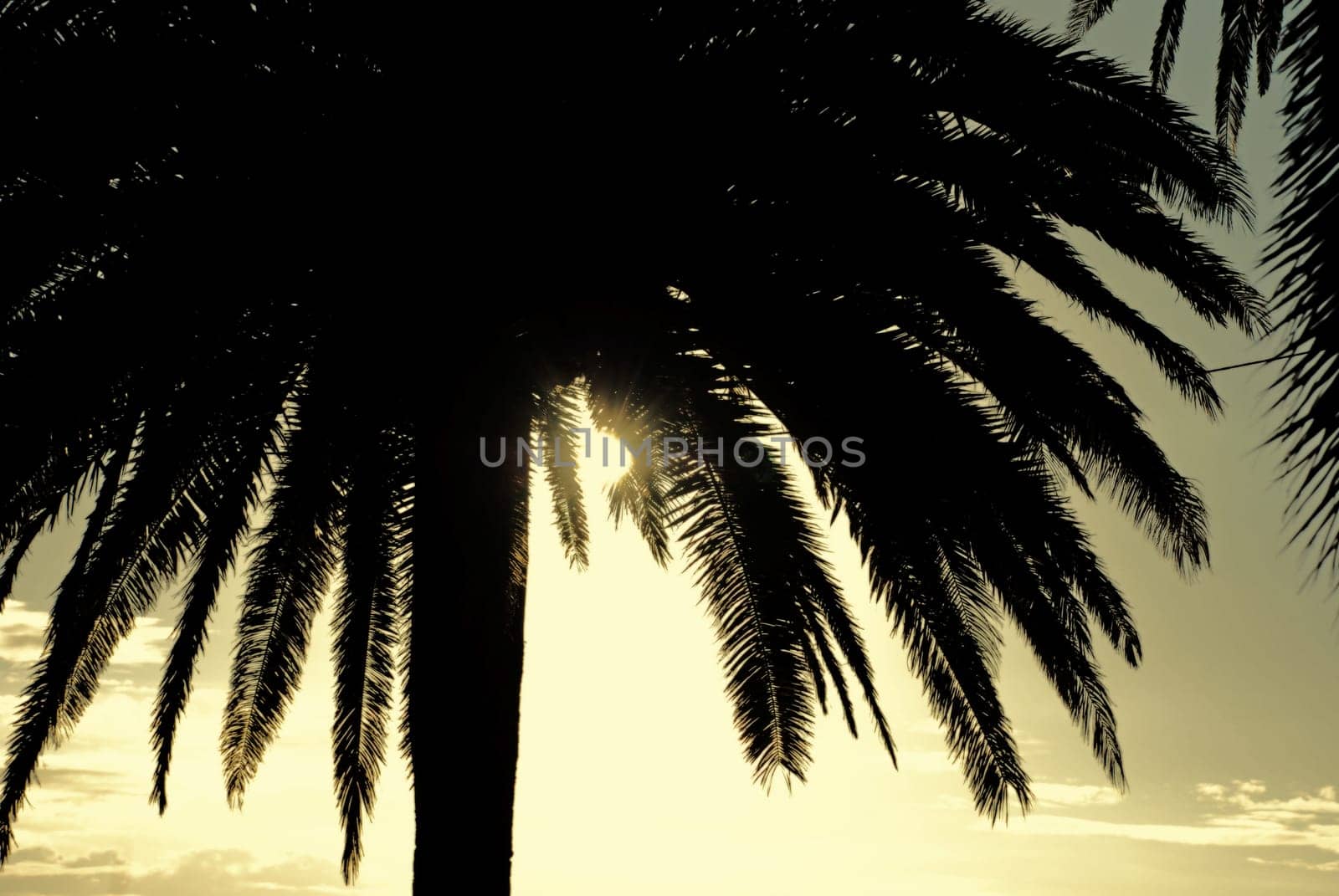 Palm tree backlit