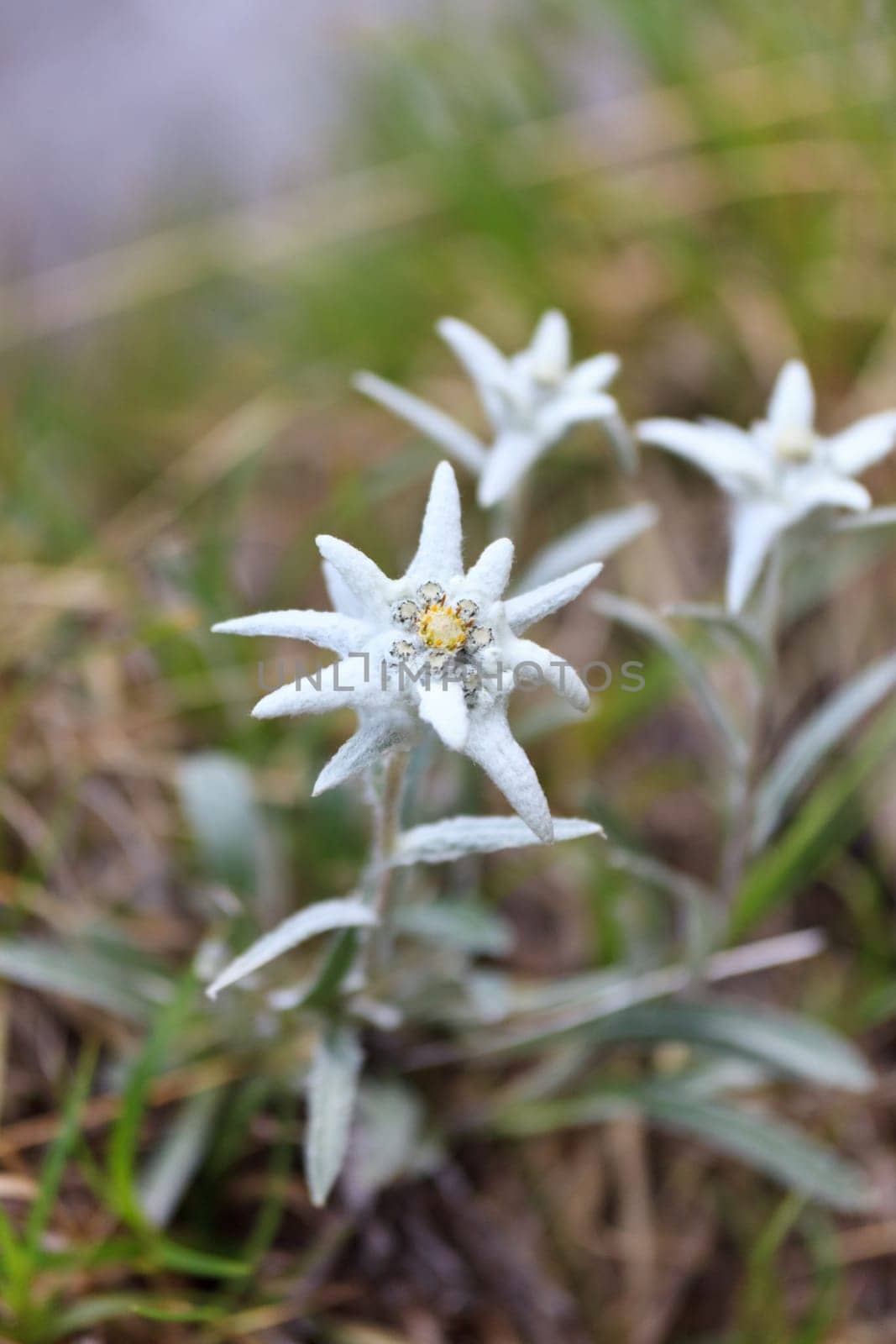 a natural bouquet edelweiss near a mountain