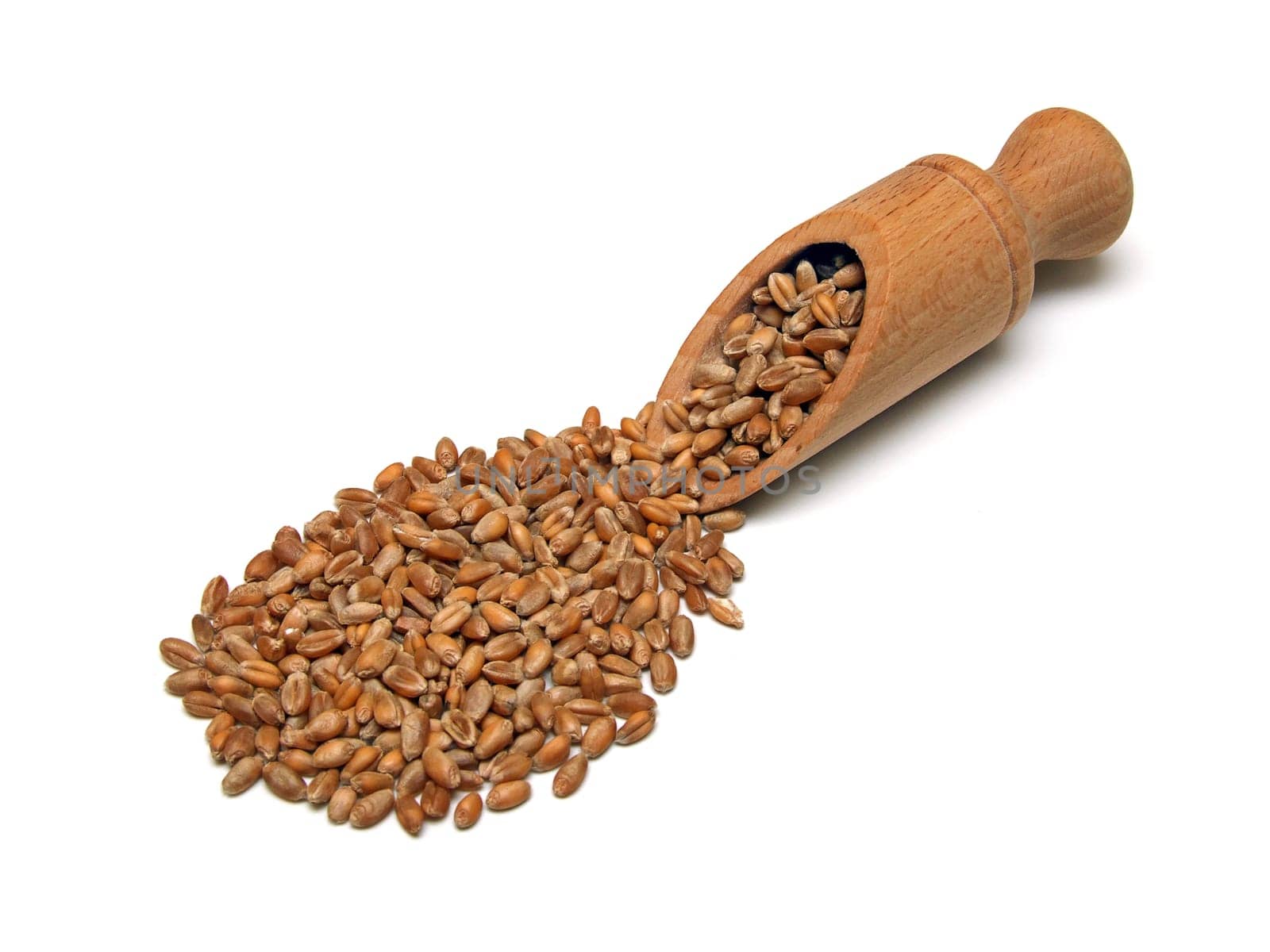 some wheat