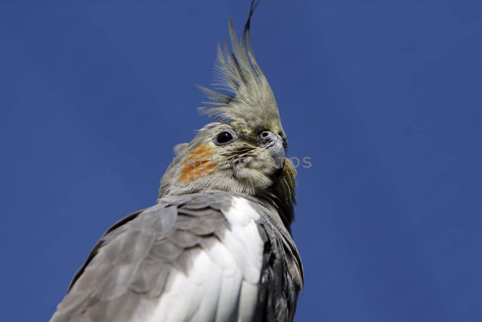 Cockatiel