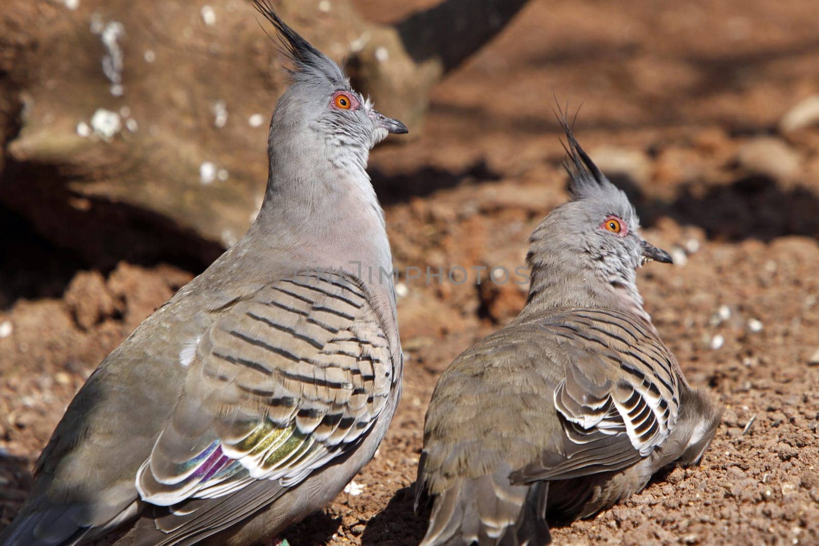 Crested pigeon