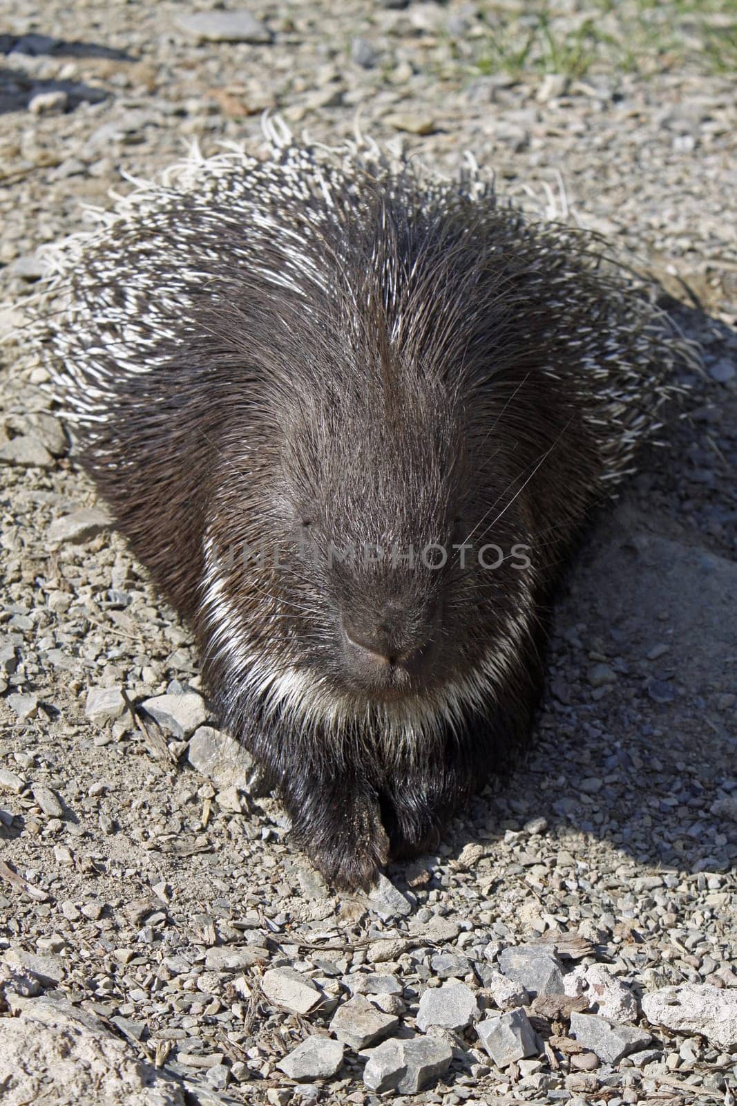 Porcupine