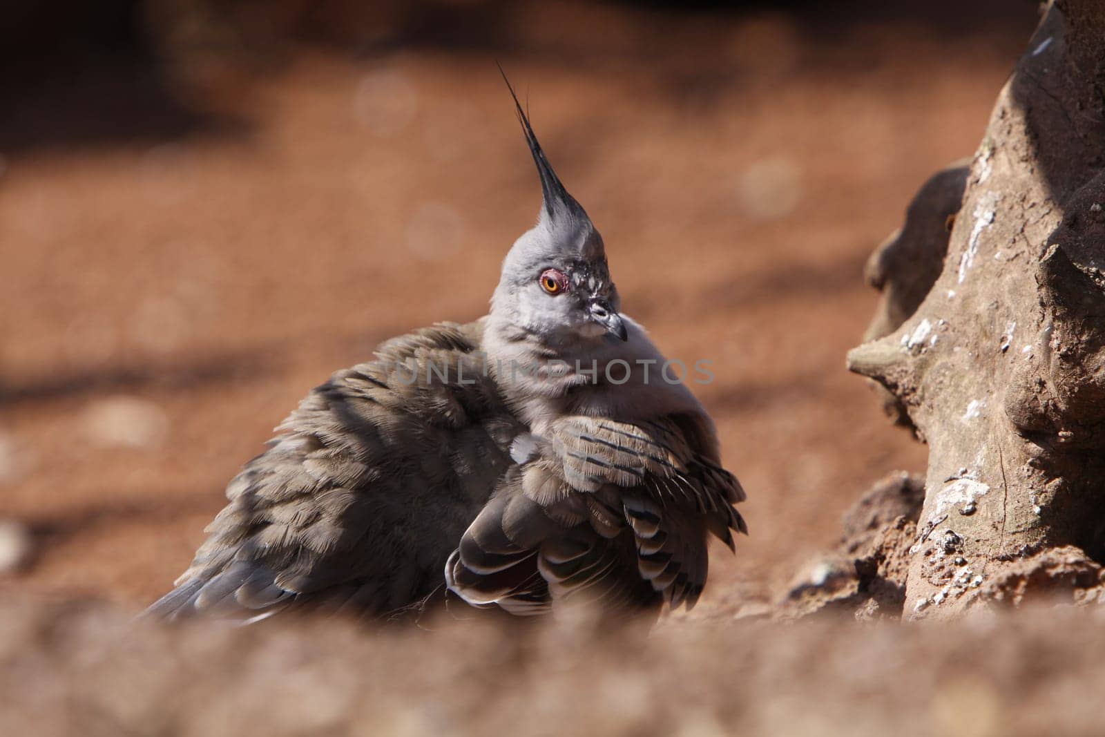 Crested pigeon