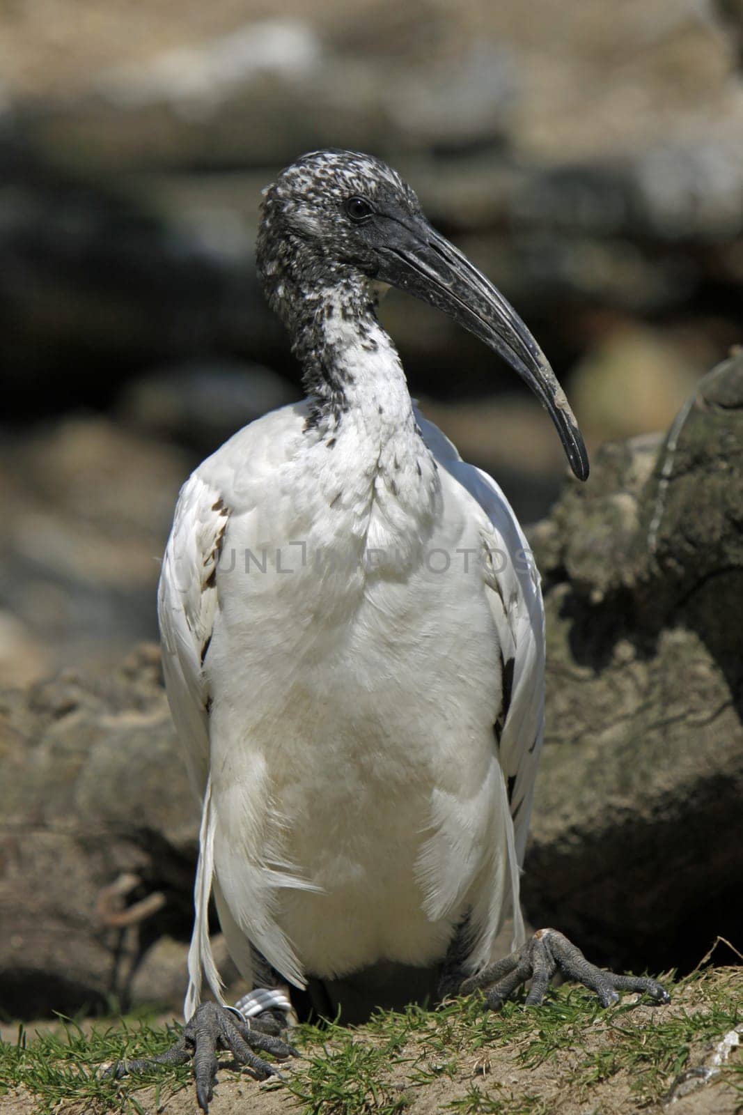 Ibis