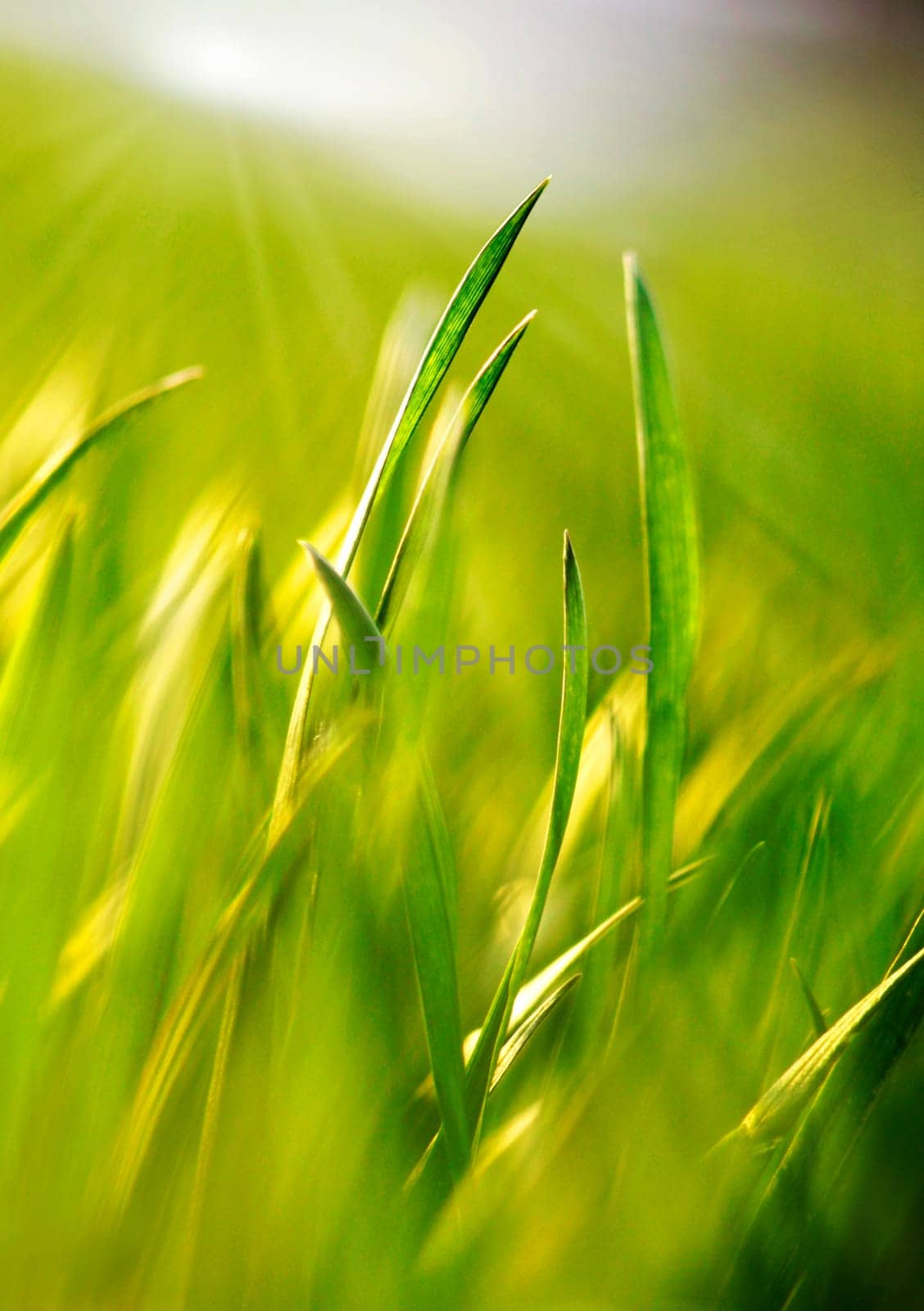 Plants in the sunlight