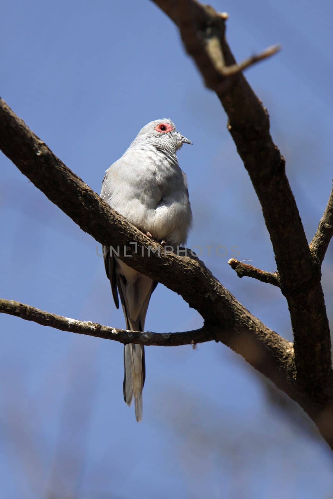 Diamond Dove
