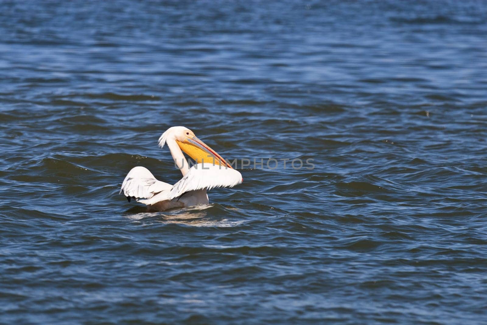a pelican in the Danube Delta, Romania