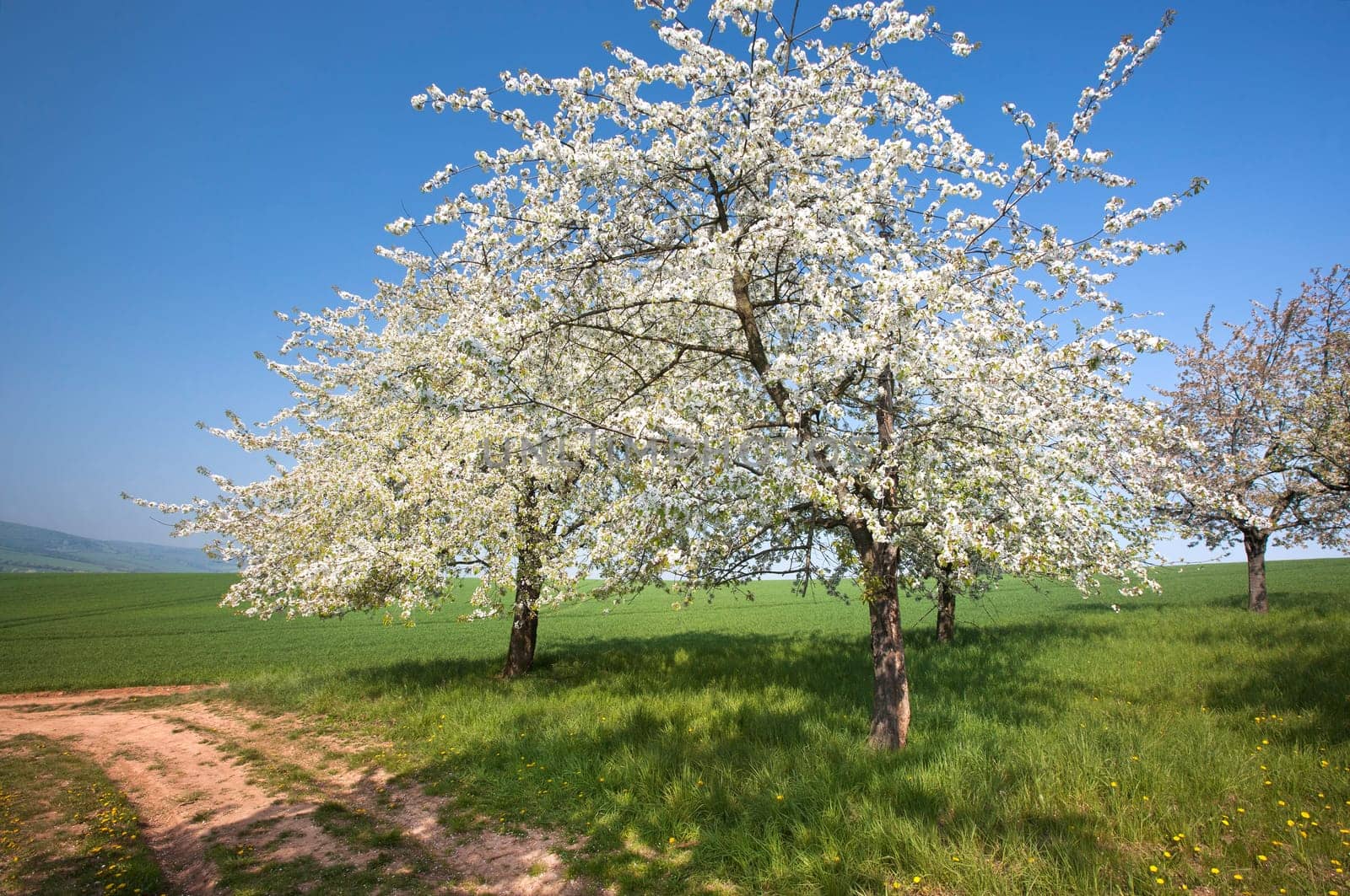 Spring
