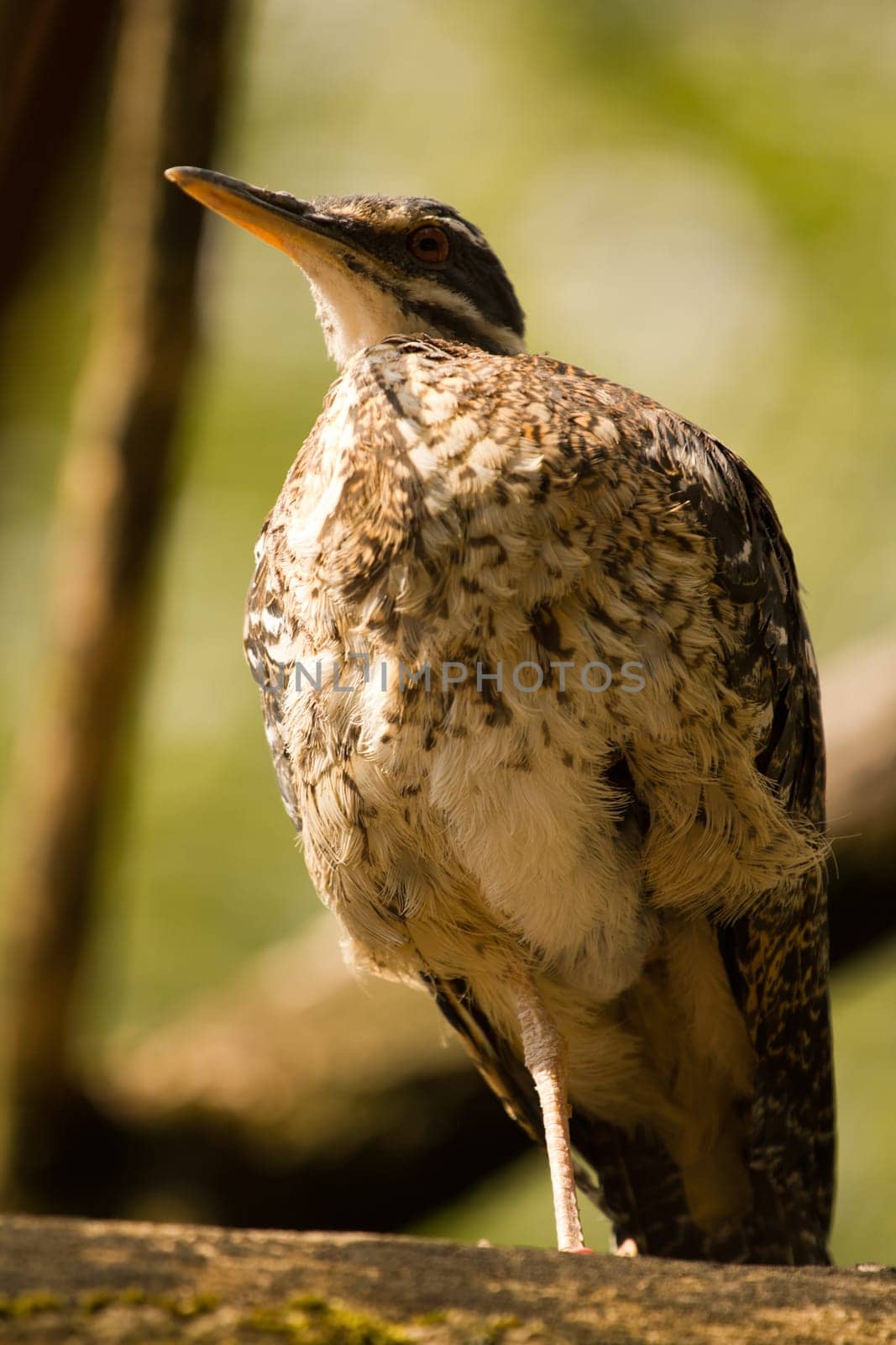 An Exotic Bird explores near a stream