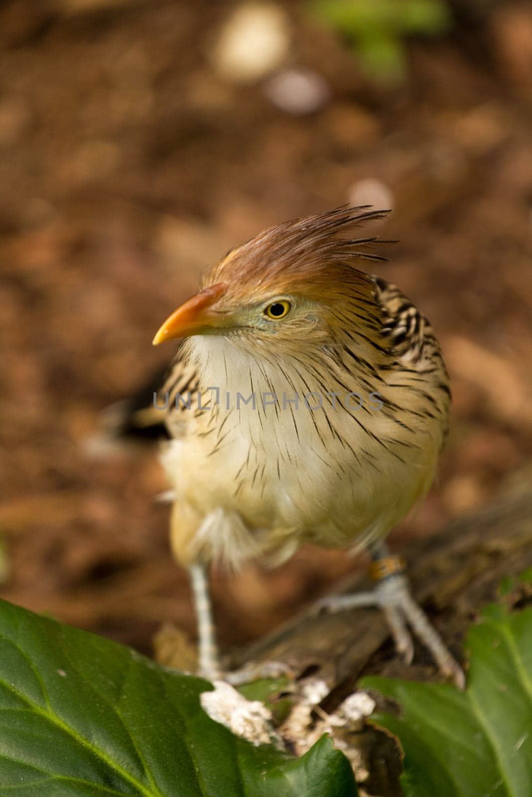 An Exotic Bird explores near a stream