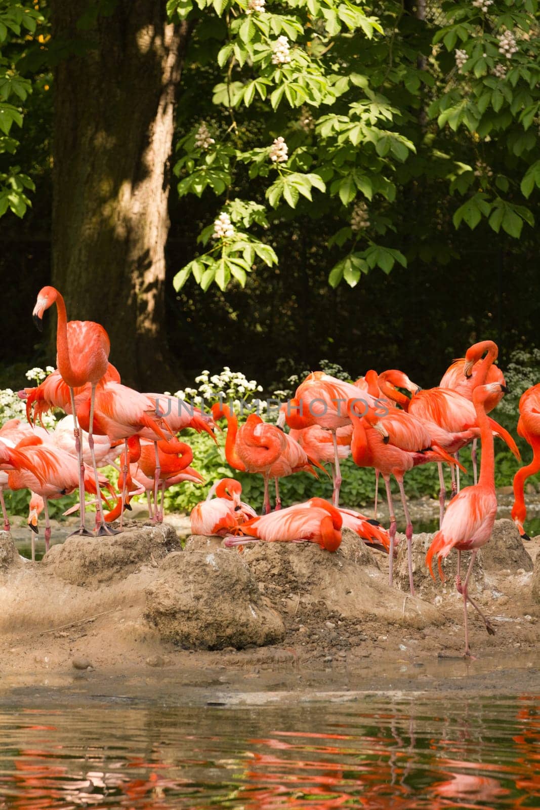 Flamingos at the Waterside of a Lake in Europe