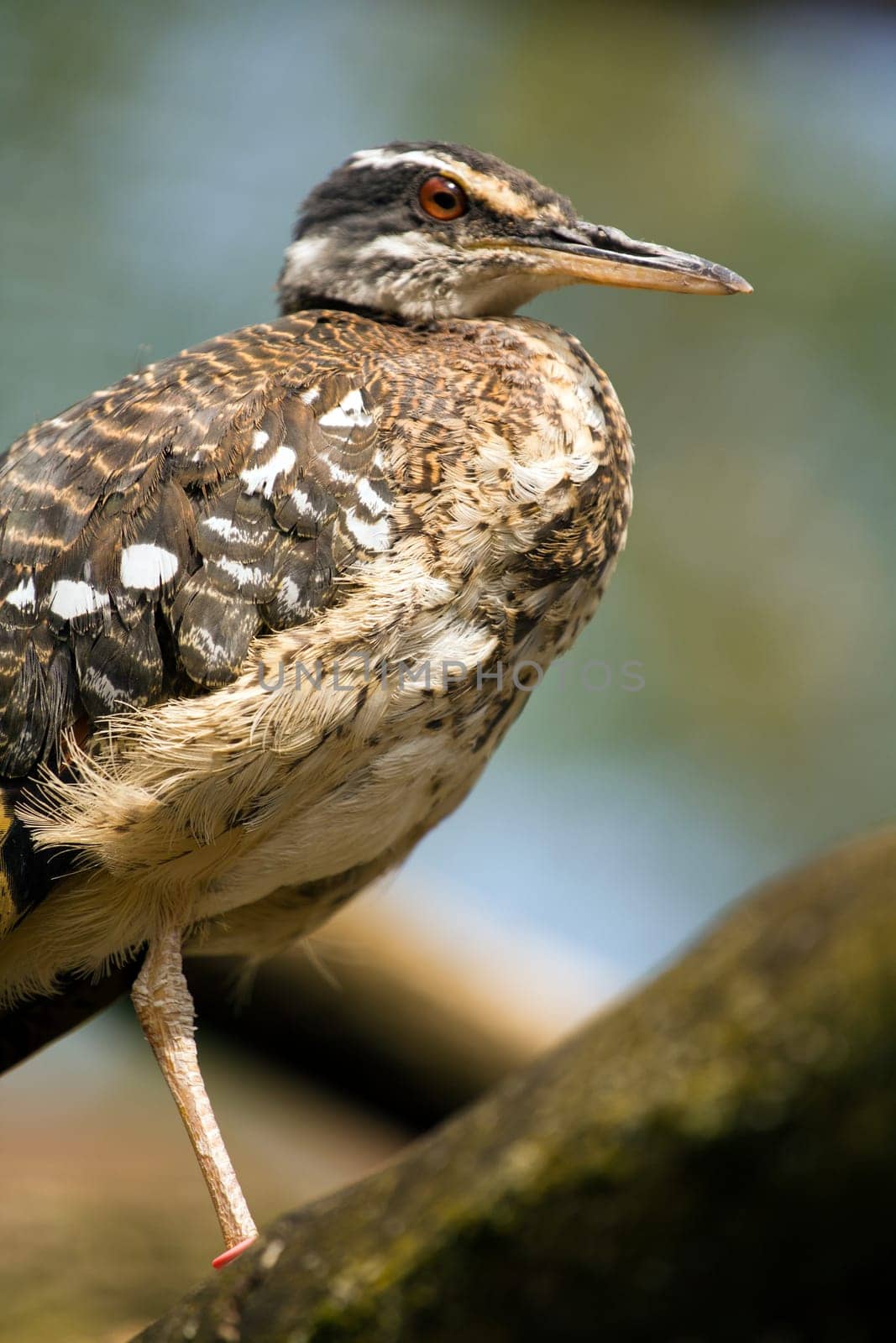 An Exotic Bird explores near a stream