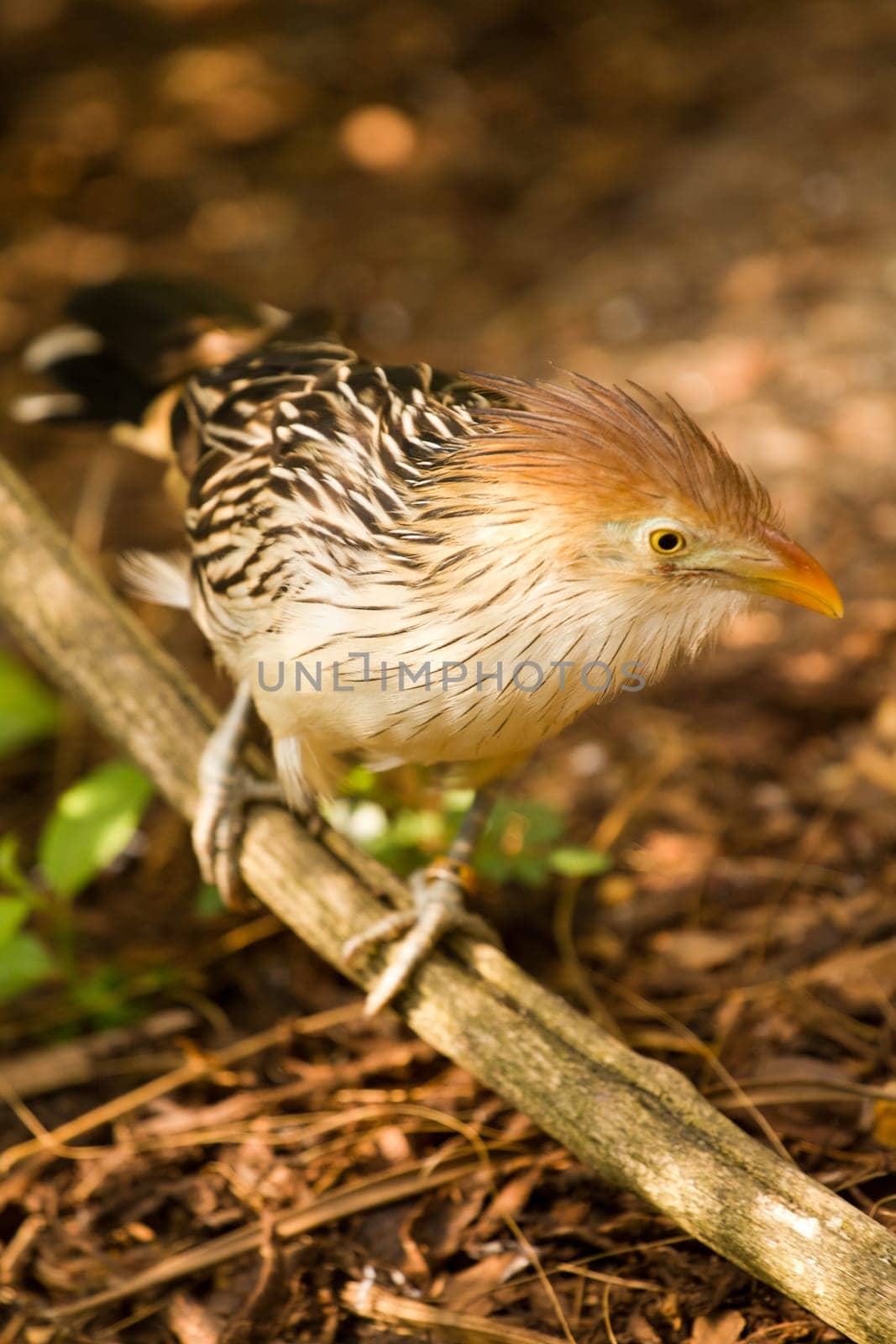 An Exotic Bird explores near a stream