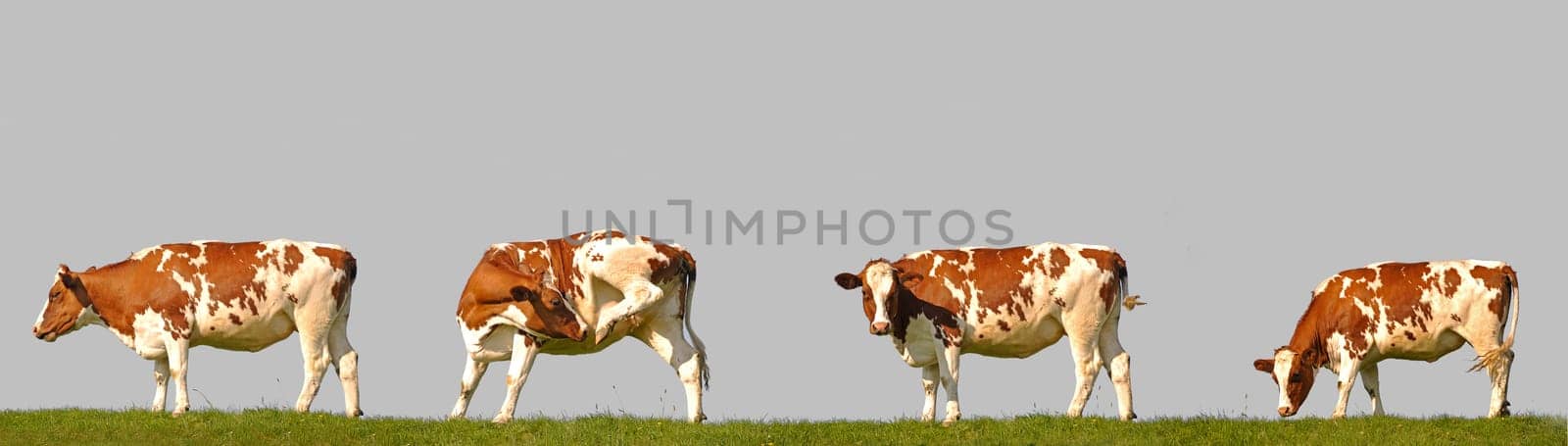 Cows