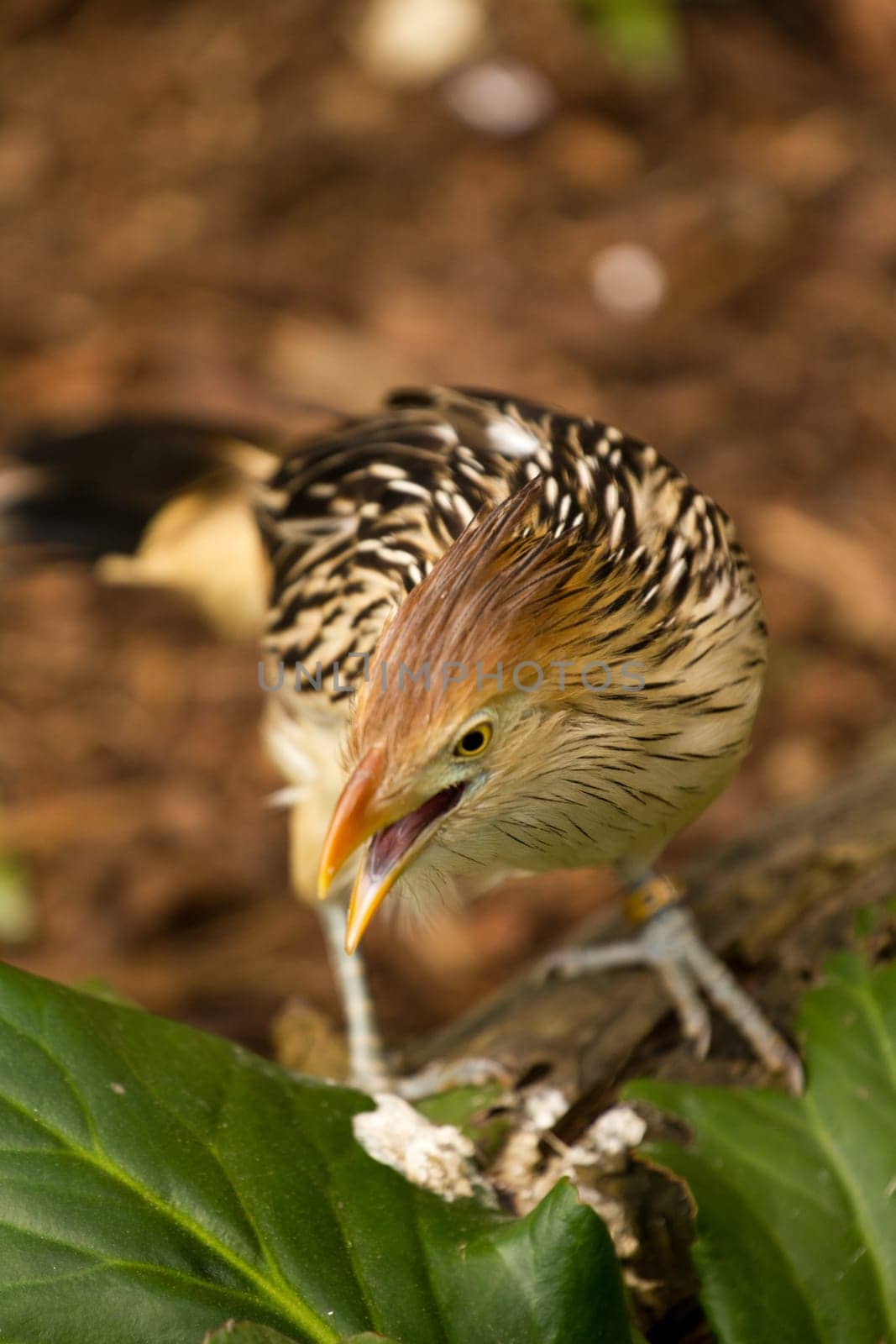 An Exotic Bird explores near a stream