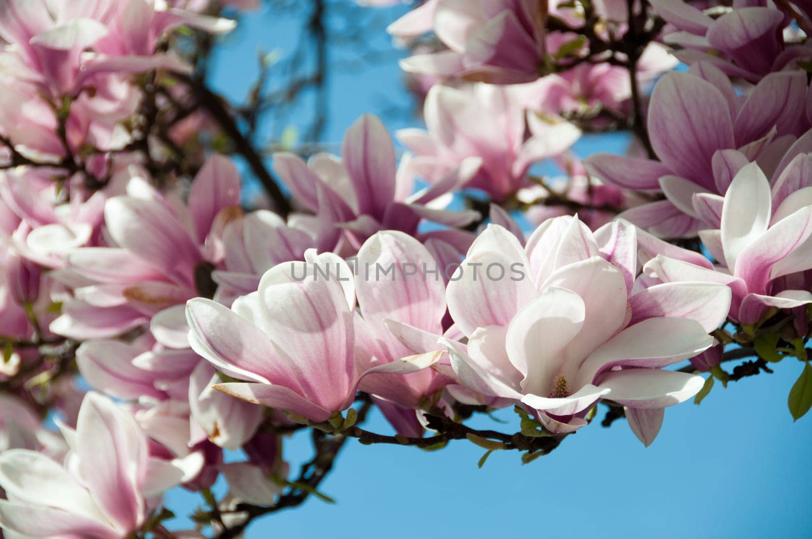 Close up of magnolia blossom in full bloom