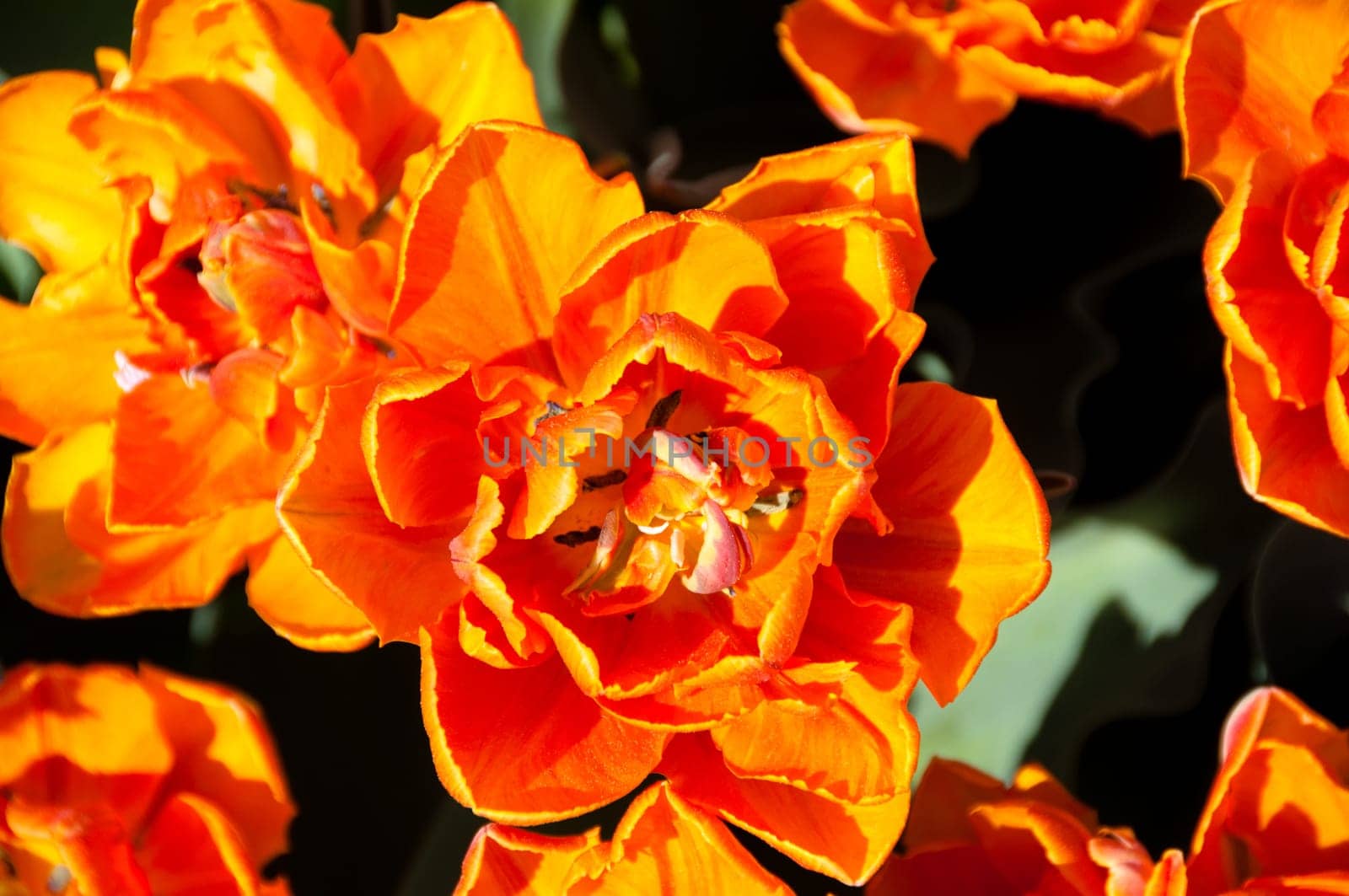 Close up view of red orange tulips in the garden