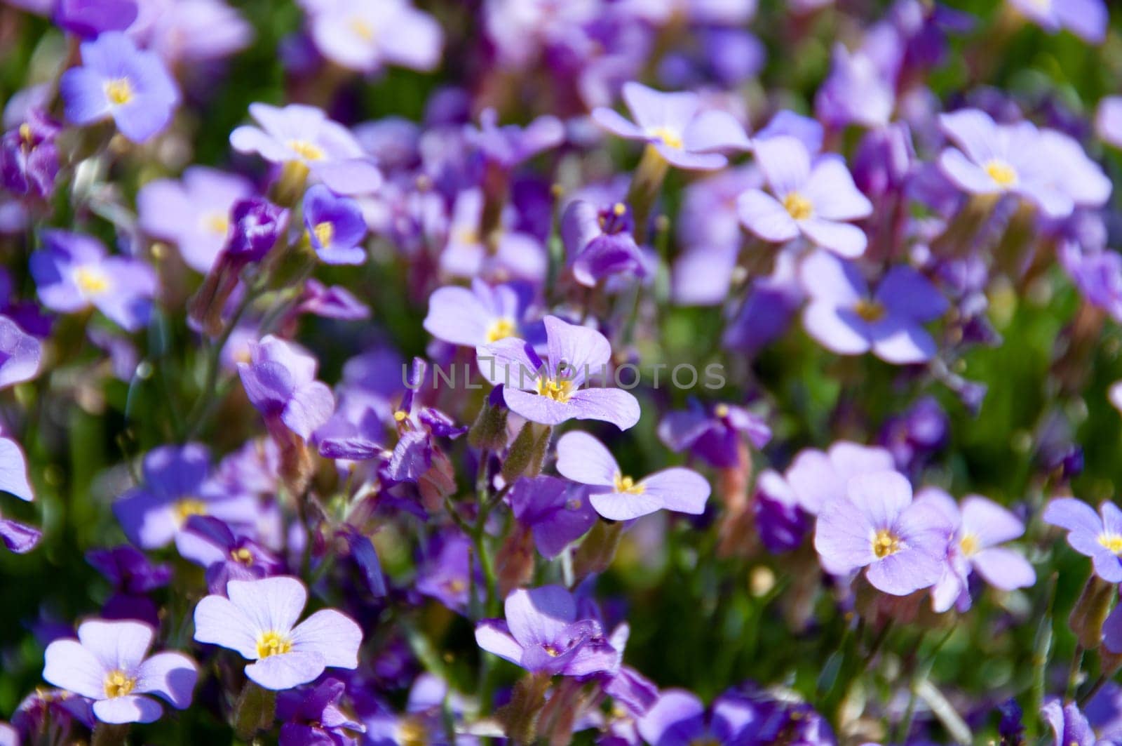 Bunch Of Forget Me Not Flowers In Garden