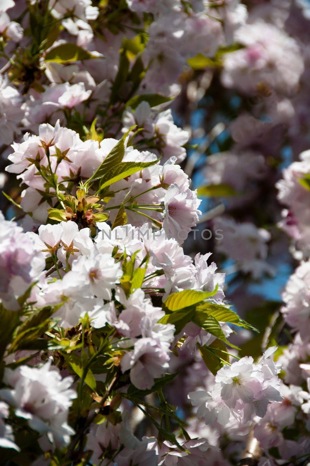 Beautiful cherry blossom against a bright blue sky in early spring