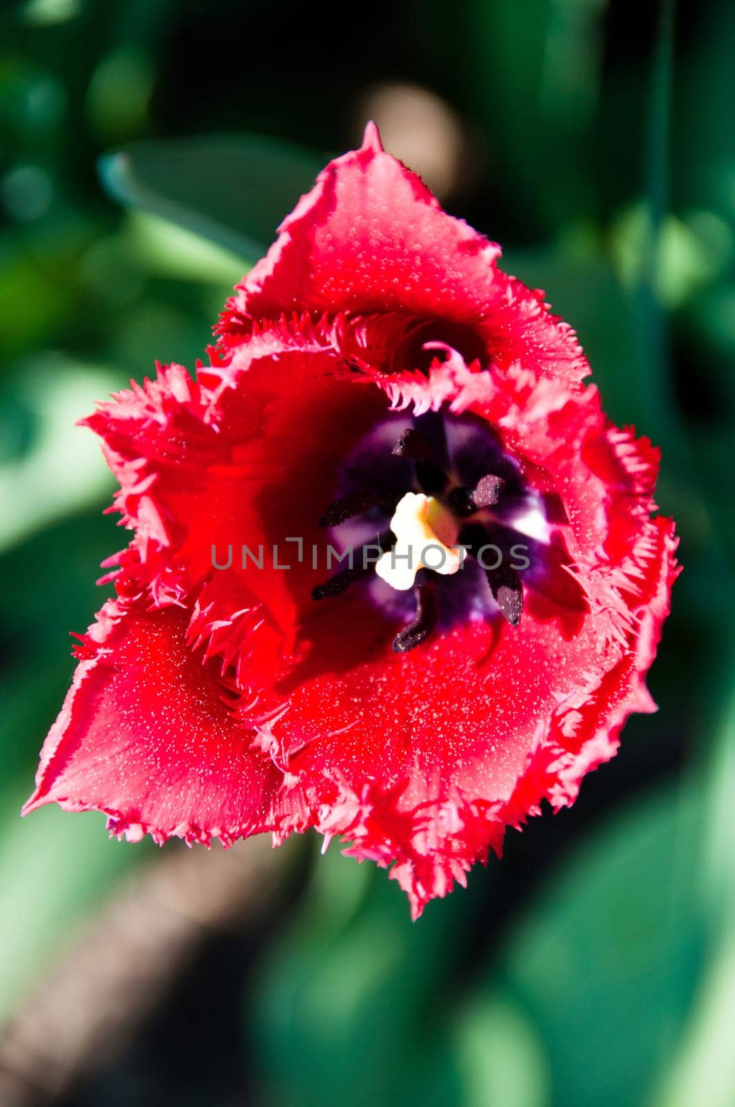 Close up view of a red tulip in the garden