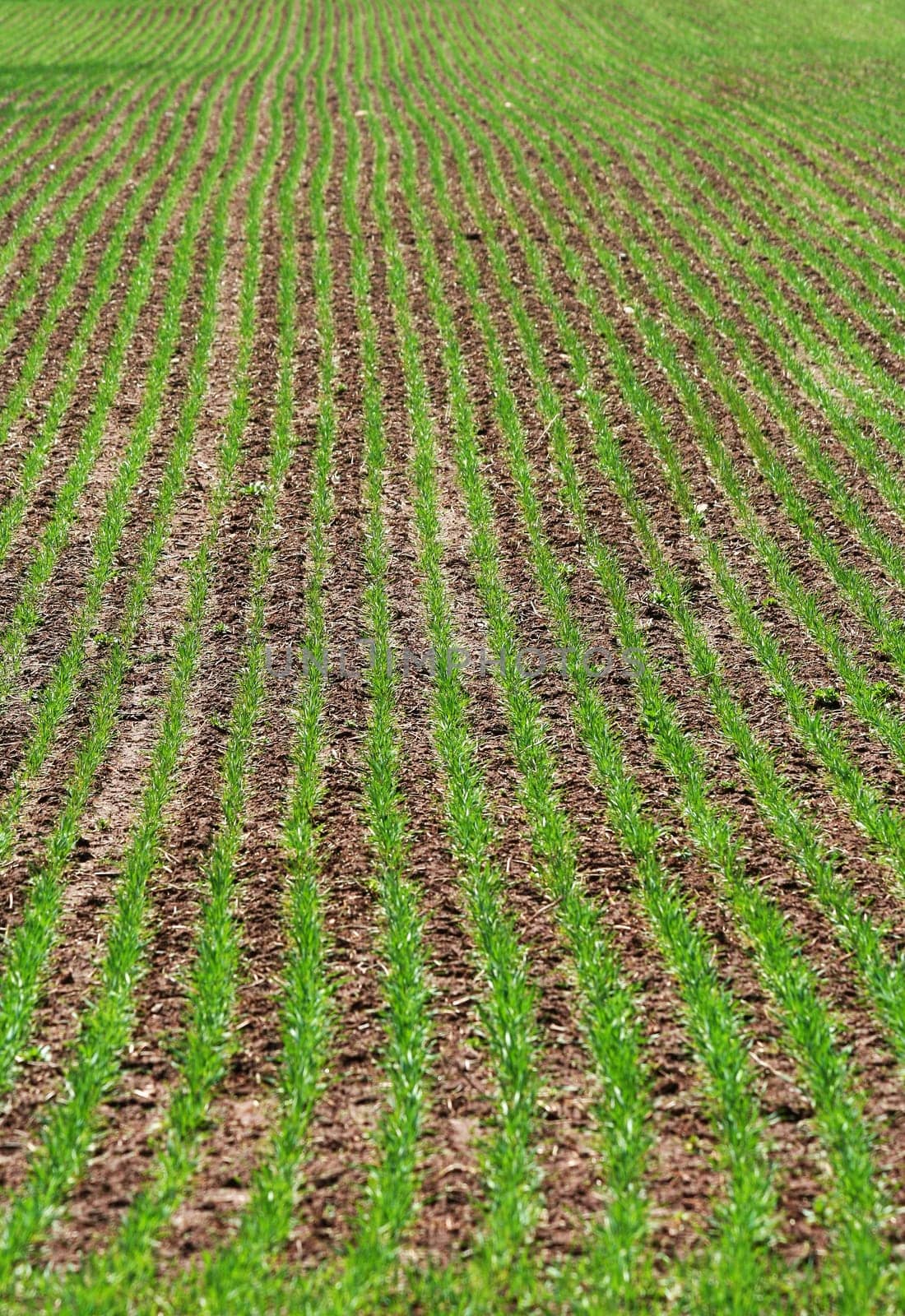 Green rows of grass field