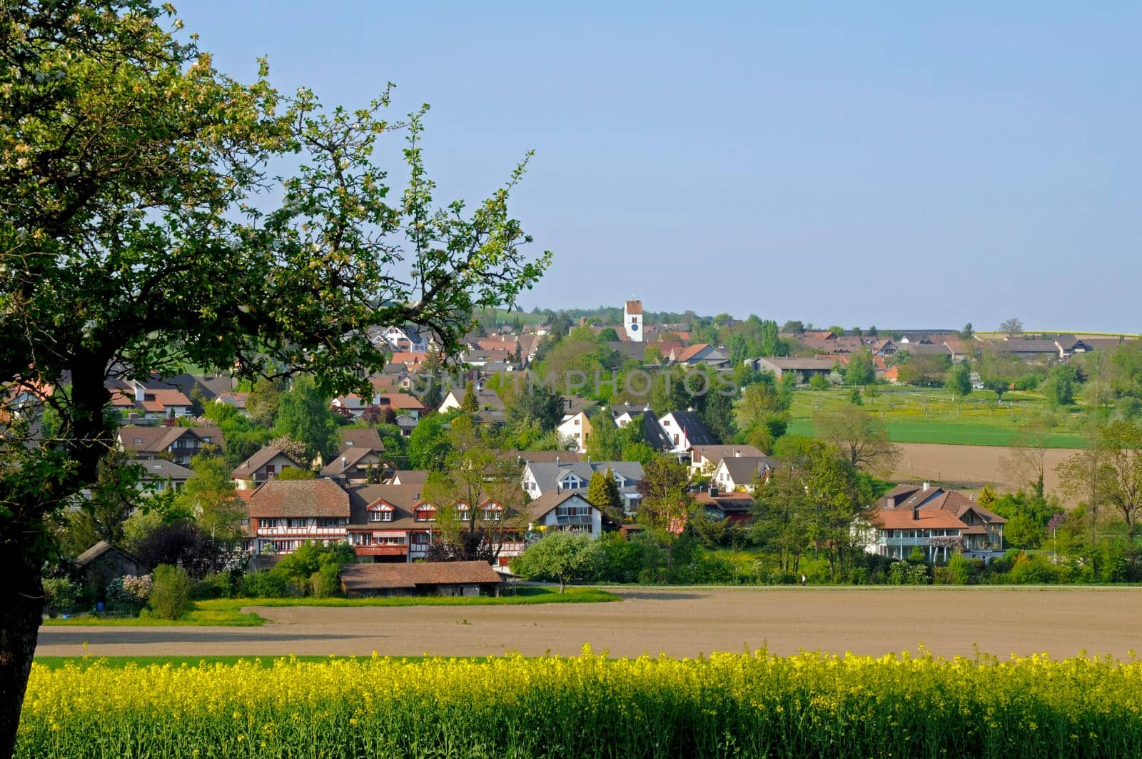Steinmaur