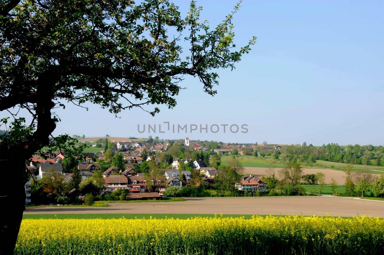 Steinmaur