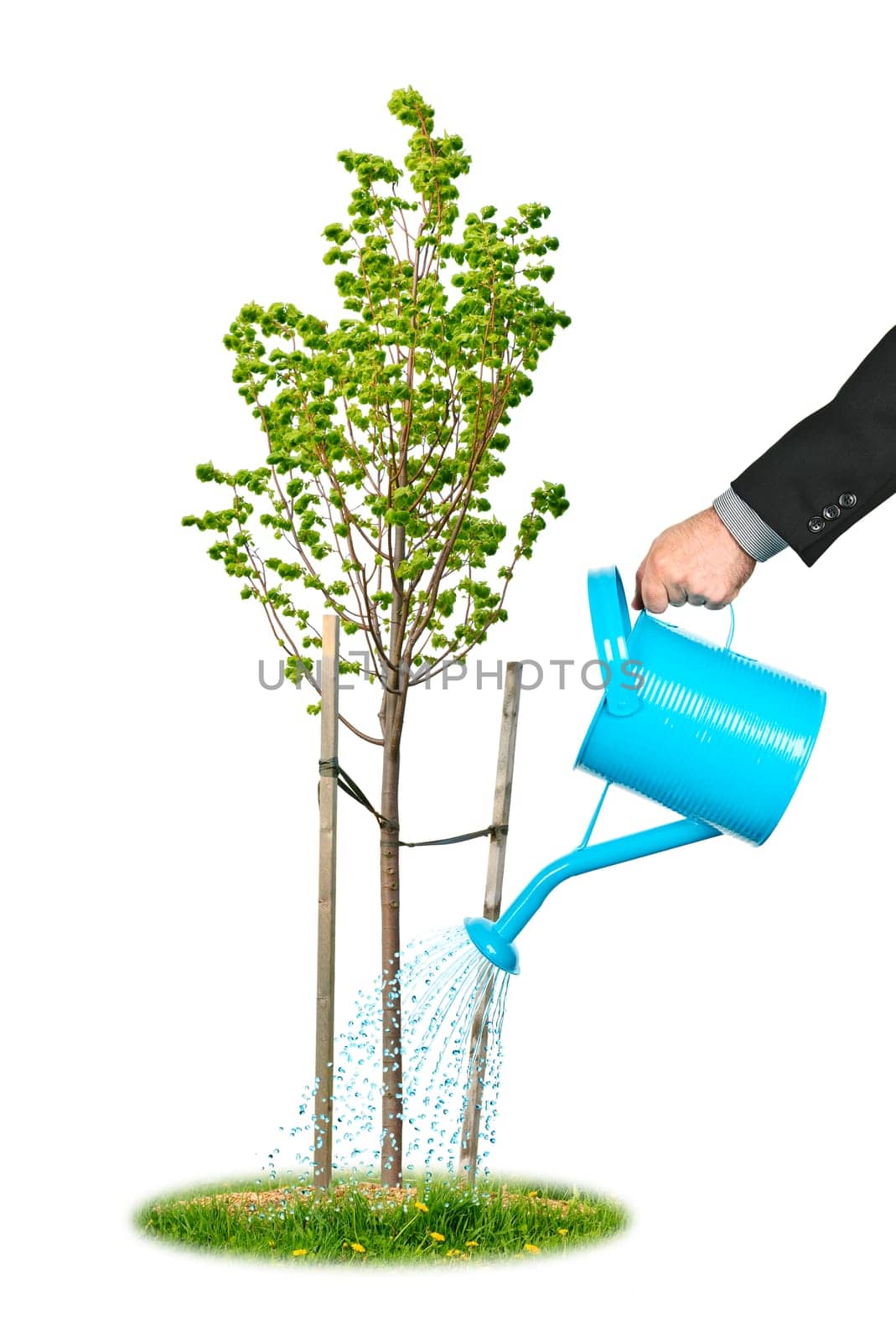 Hand of a businessman watering young tree