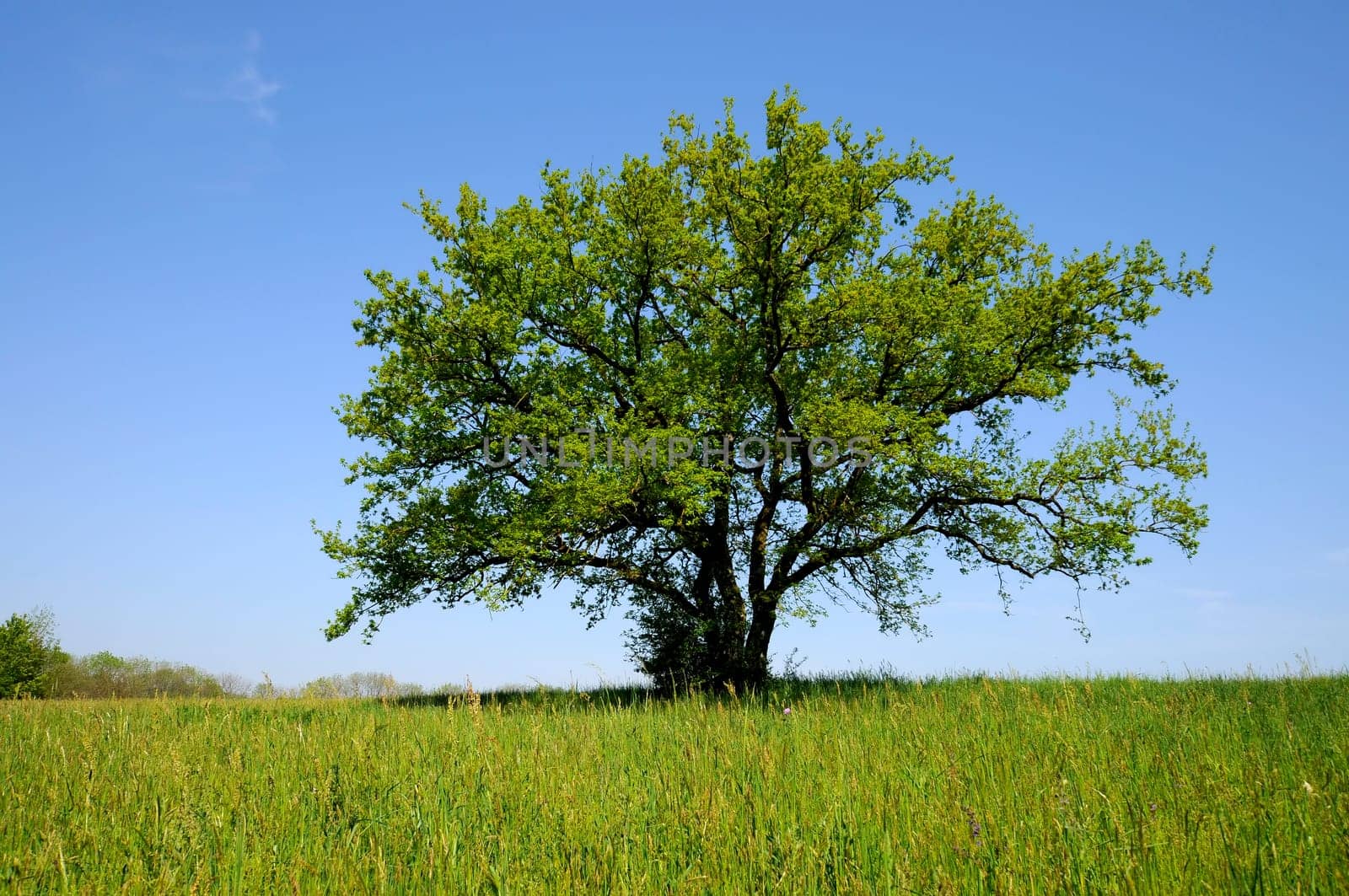 Spring tree