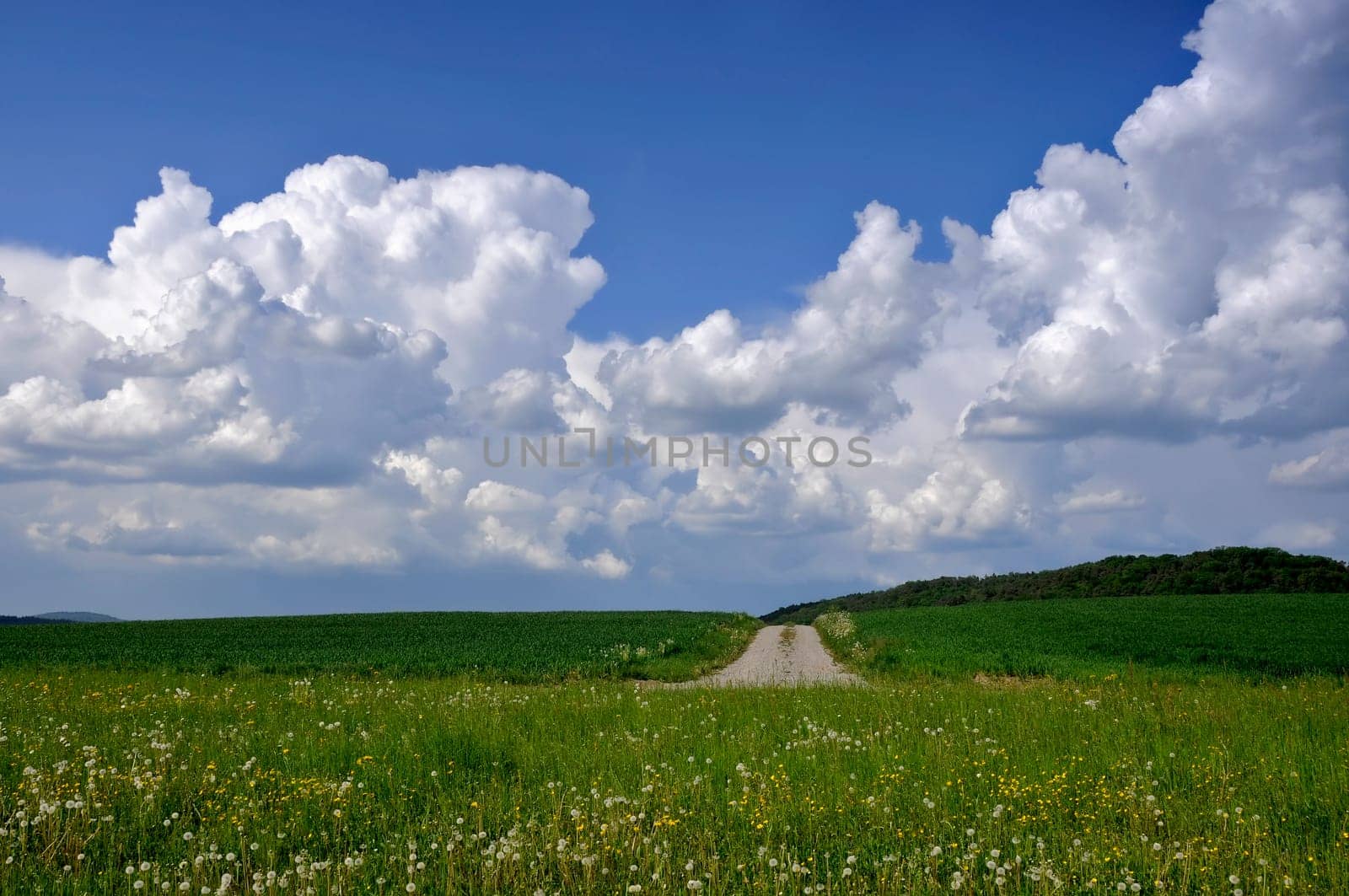 Cumulus clouds