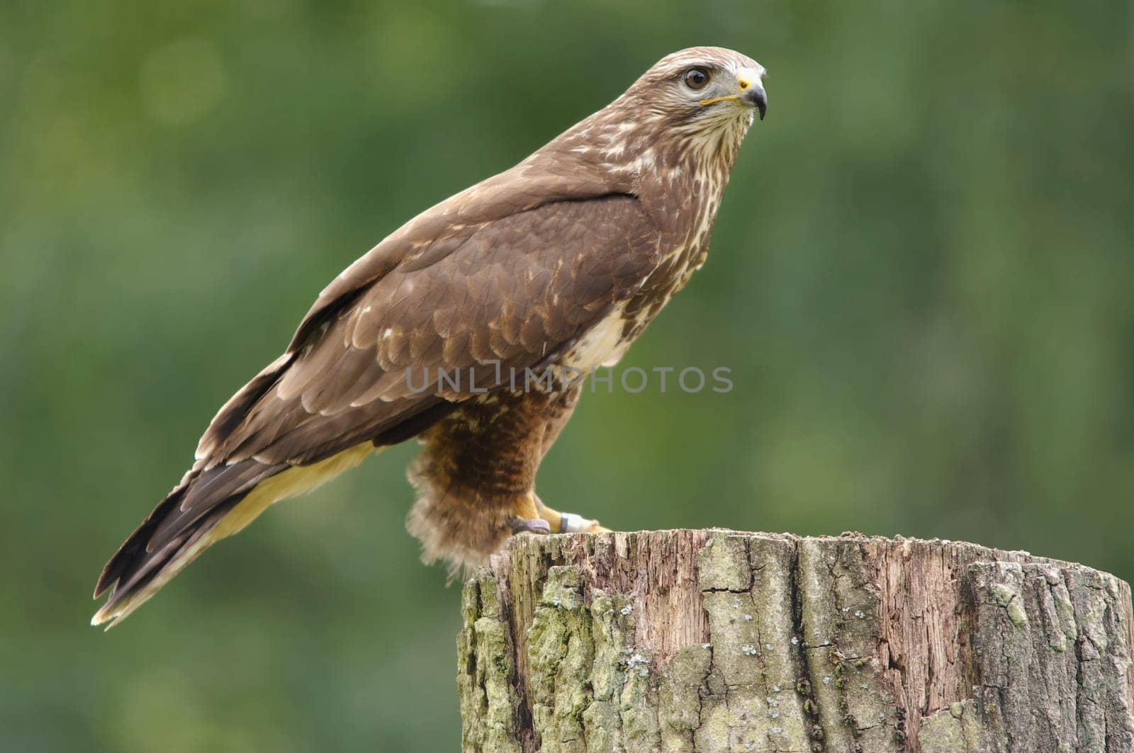 Common buzzard