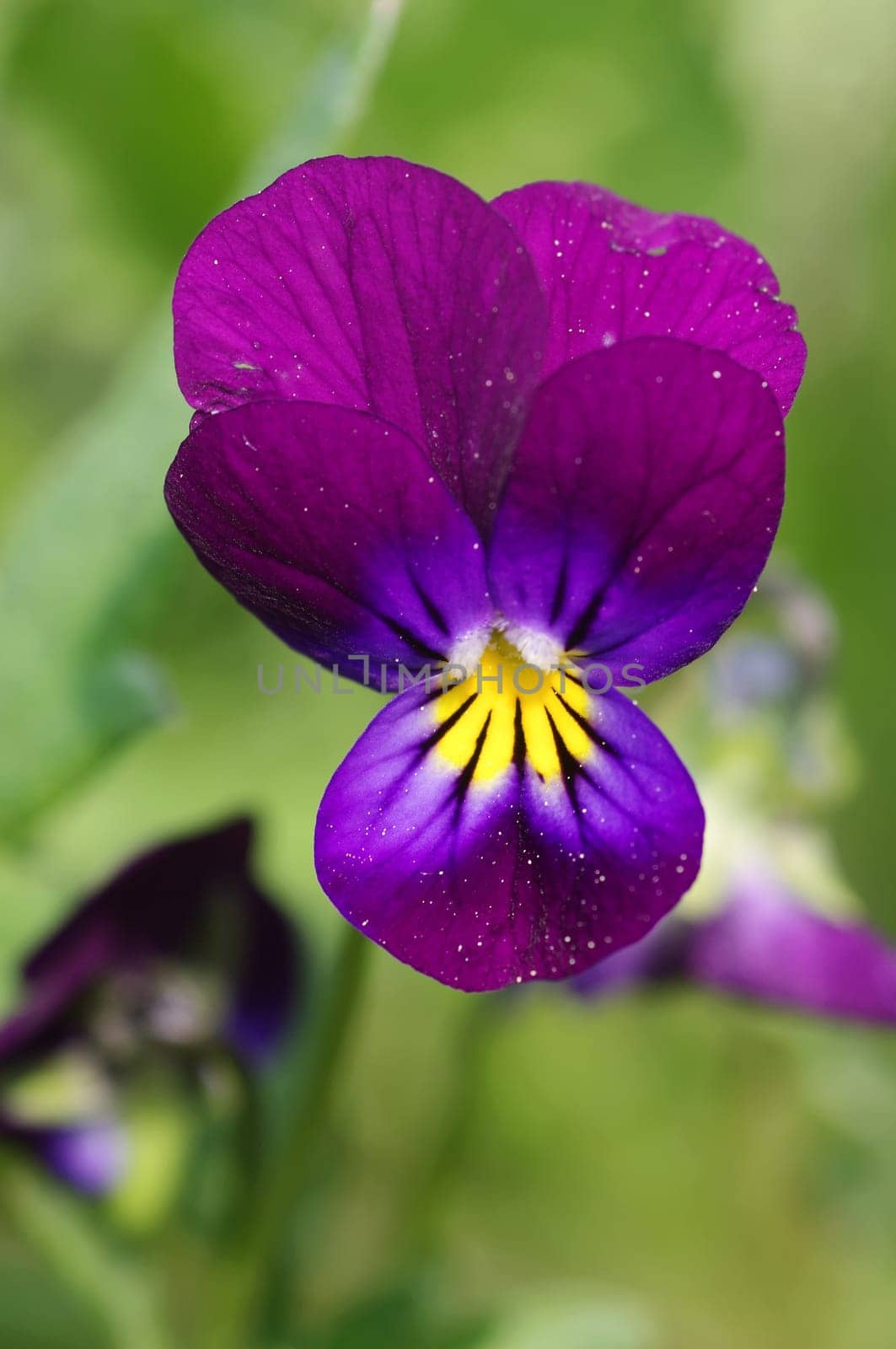 horned pansy