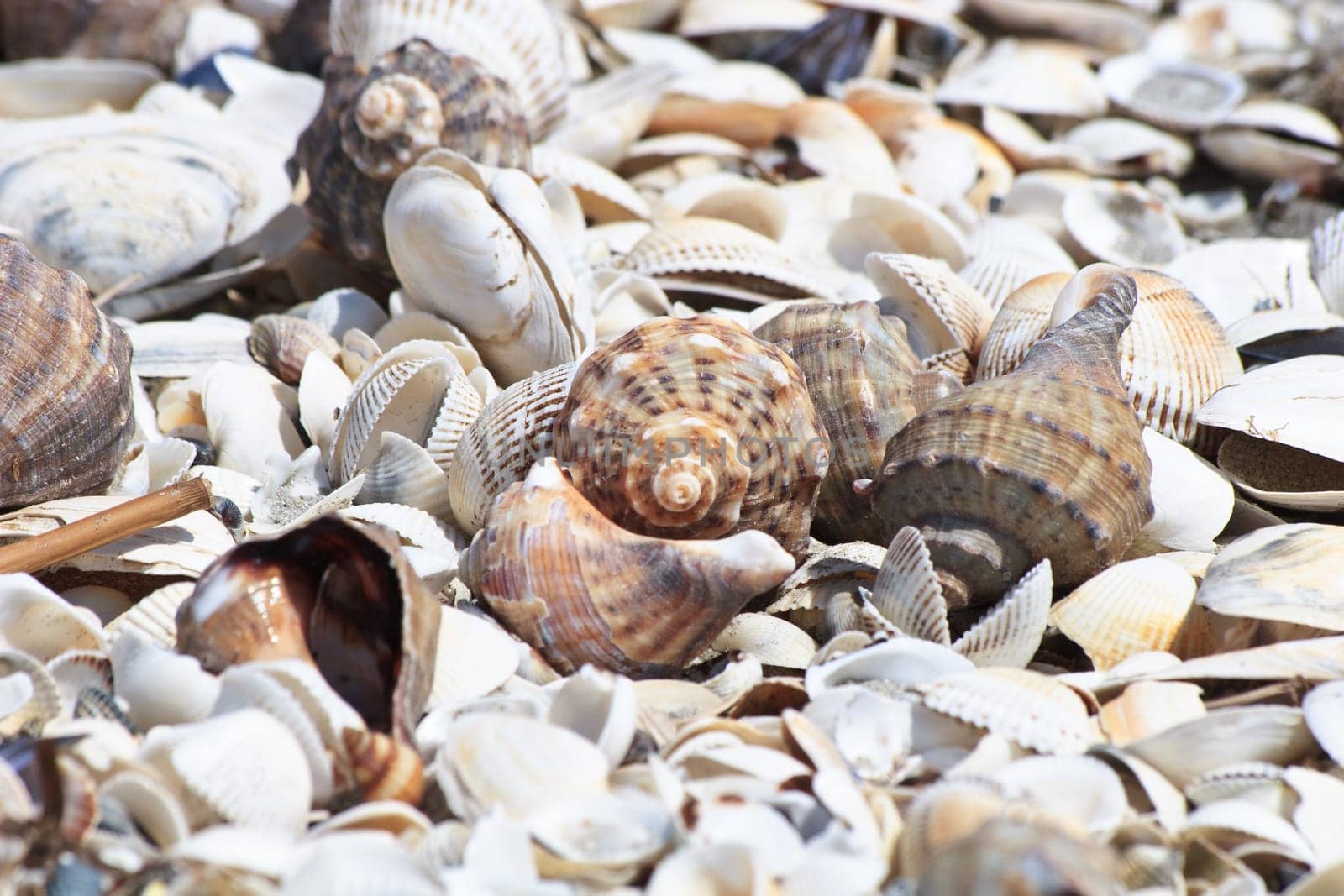 a lot of shells on the beach