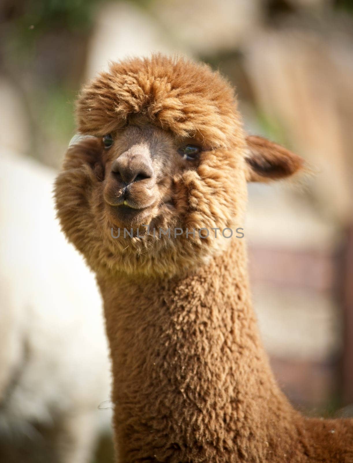 Fluffy brown alpaka looks at the camera