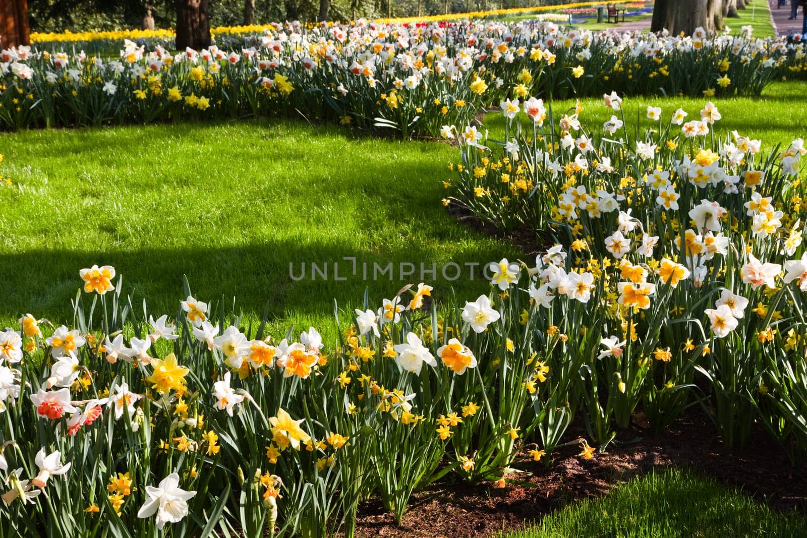 Spring in park with flowering white and yellow daffodils